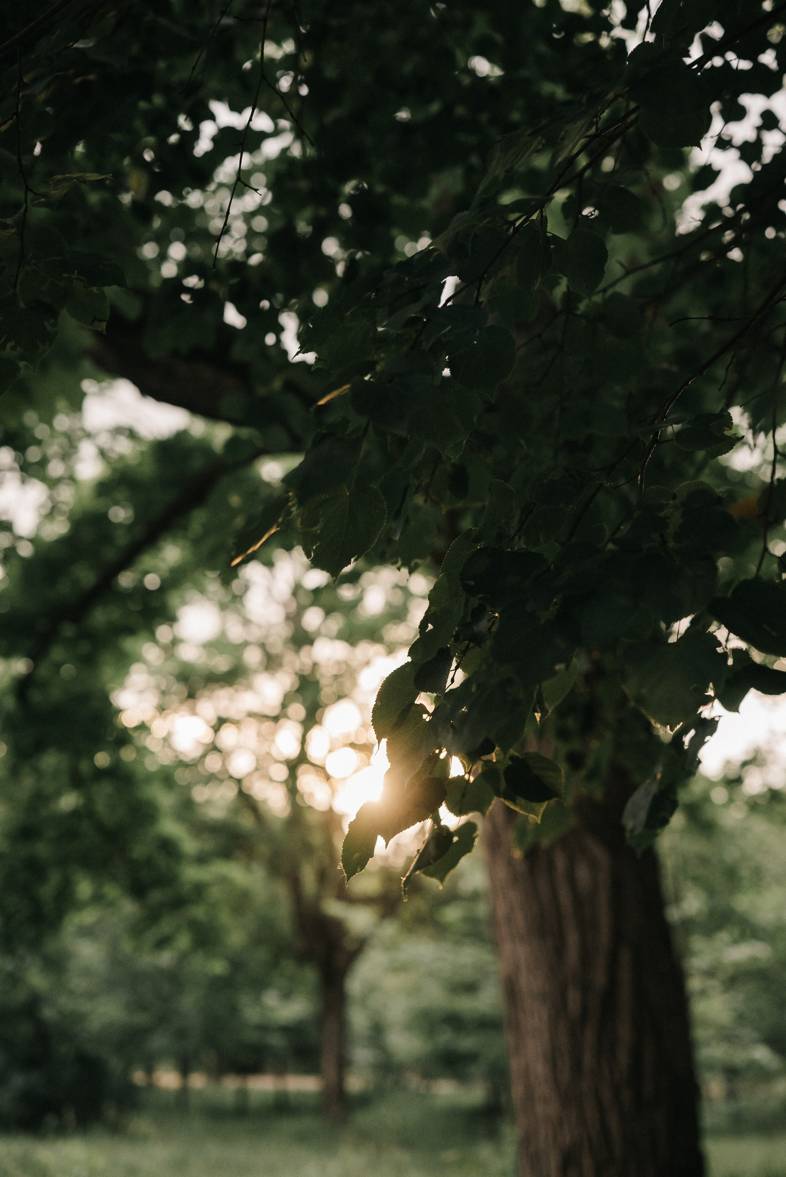 Максим и Алена. Свадебный фотограф Евгения Наумовец