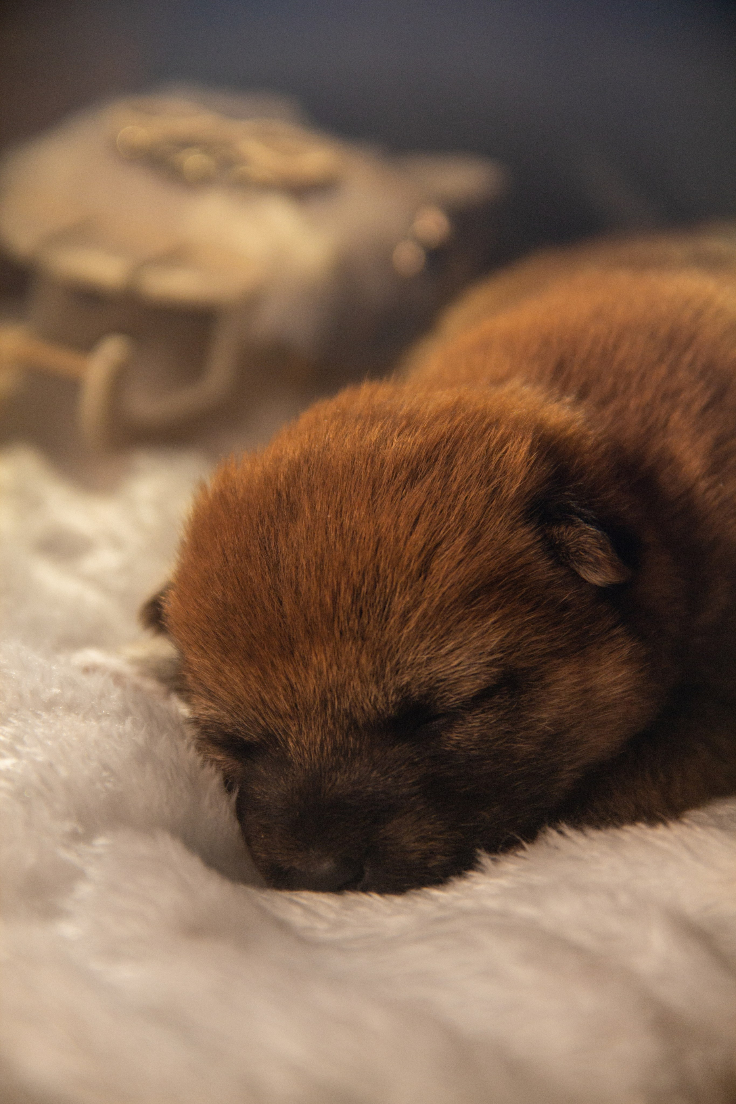 Щенки. Фотограф — анималист в Москве и области Ольга Петракова