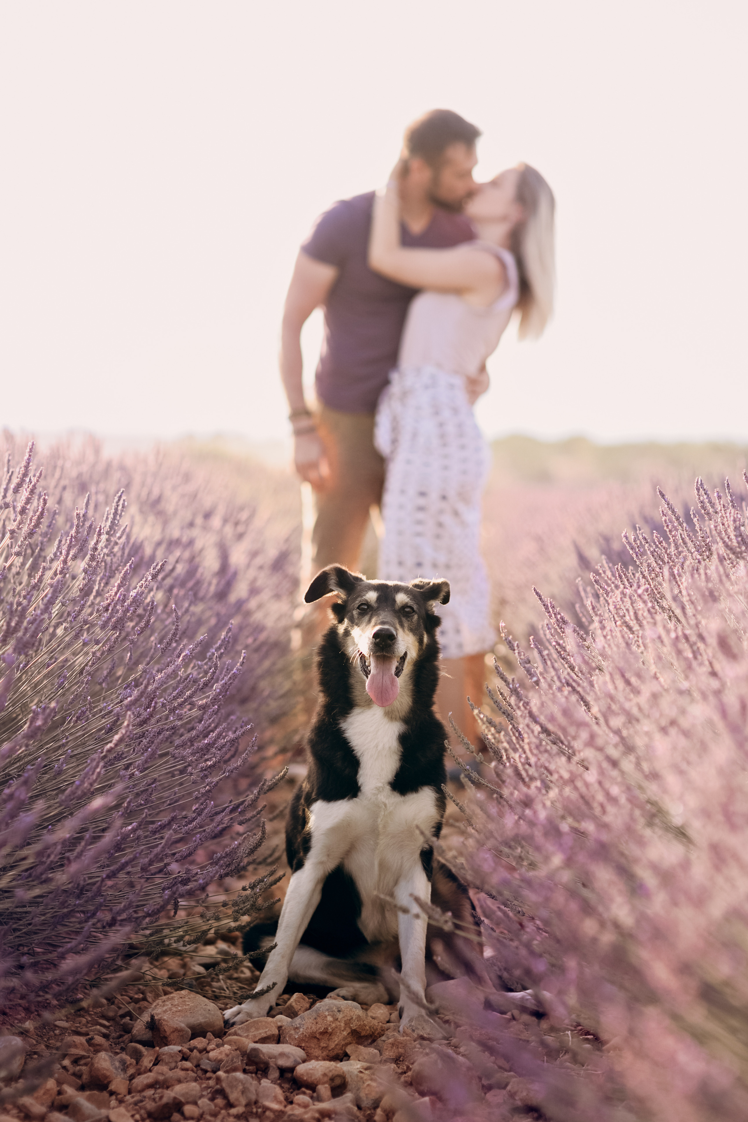 Lavender. Photographer in Provence Julia Lipiainen