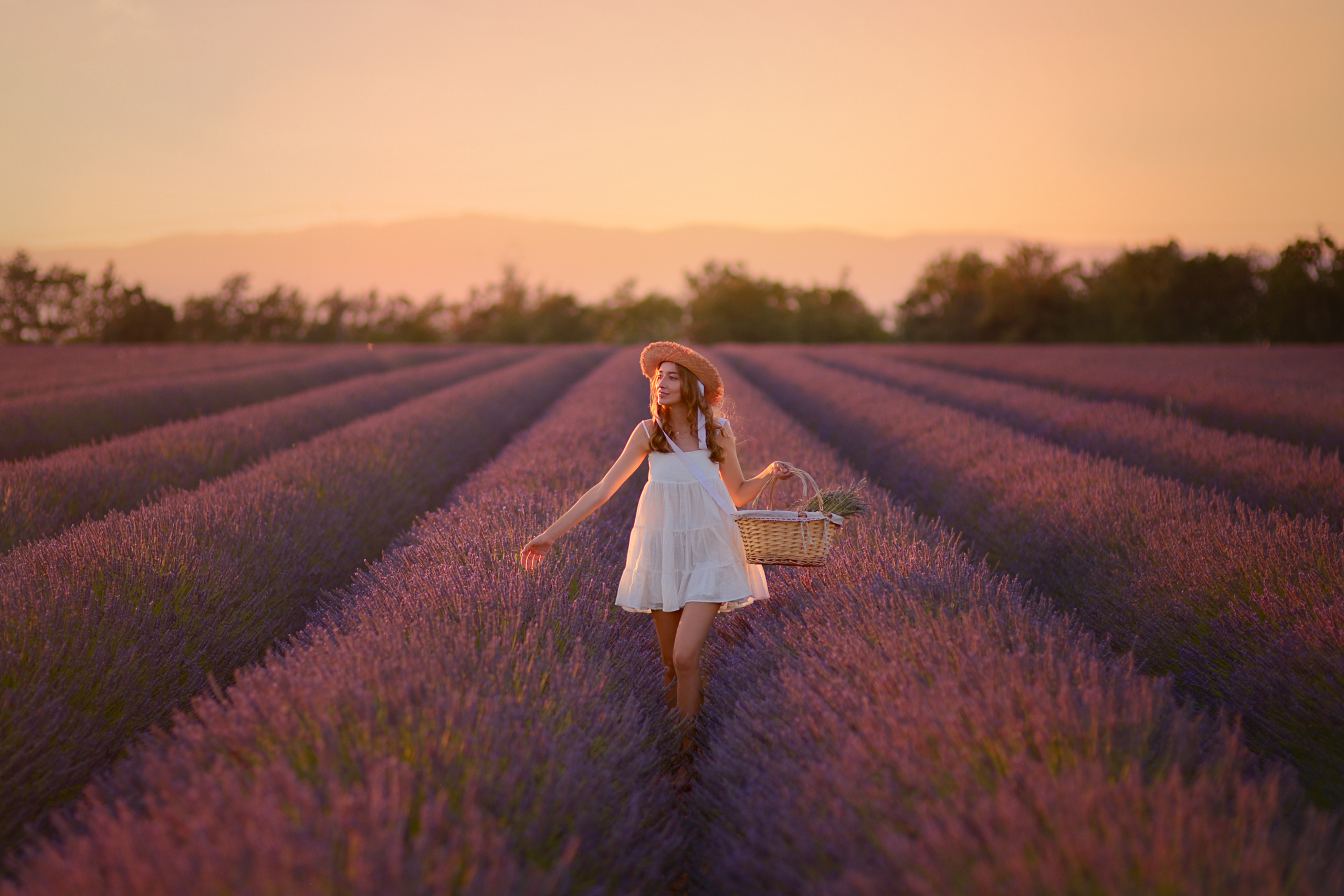 Lavender. Photographer in Provence Julia Lipiainen