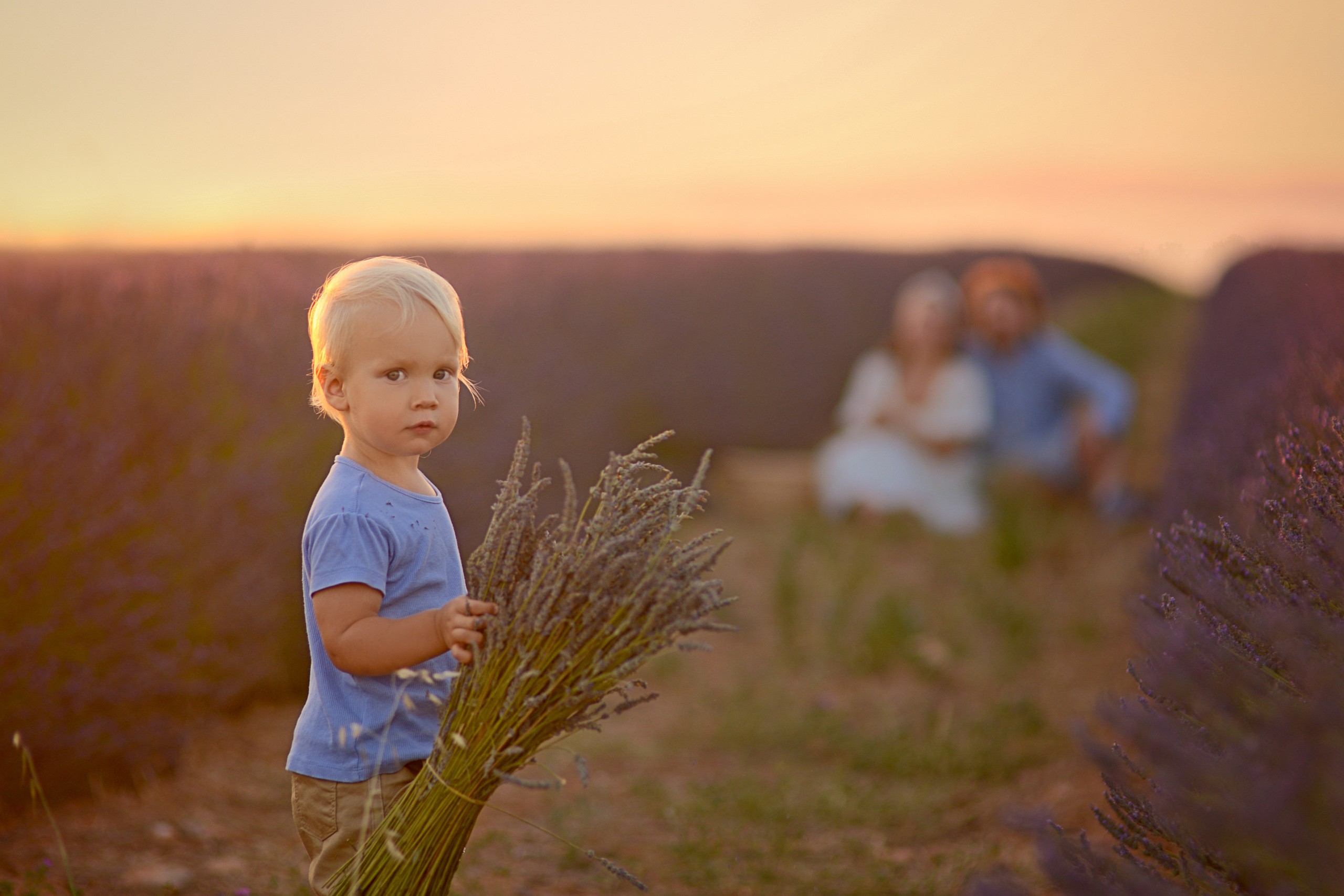 Lavender. Photographer in Provence Julia Lipiainen