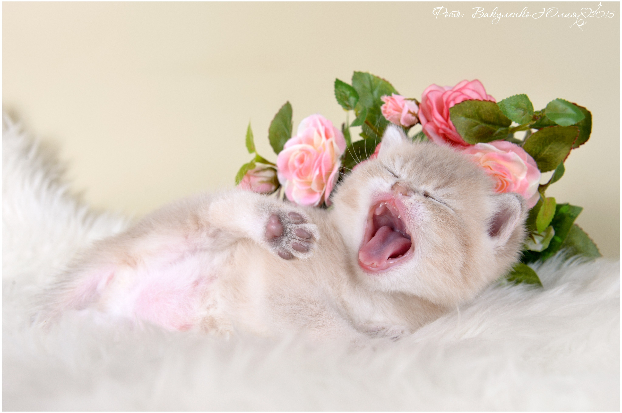 Котята. Фотограф анималист | семейный Юлия Вакуленко, г. Краснодар