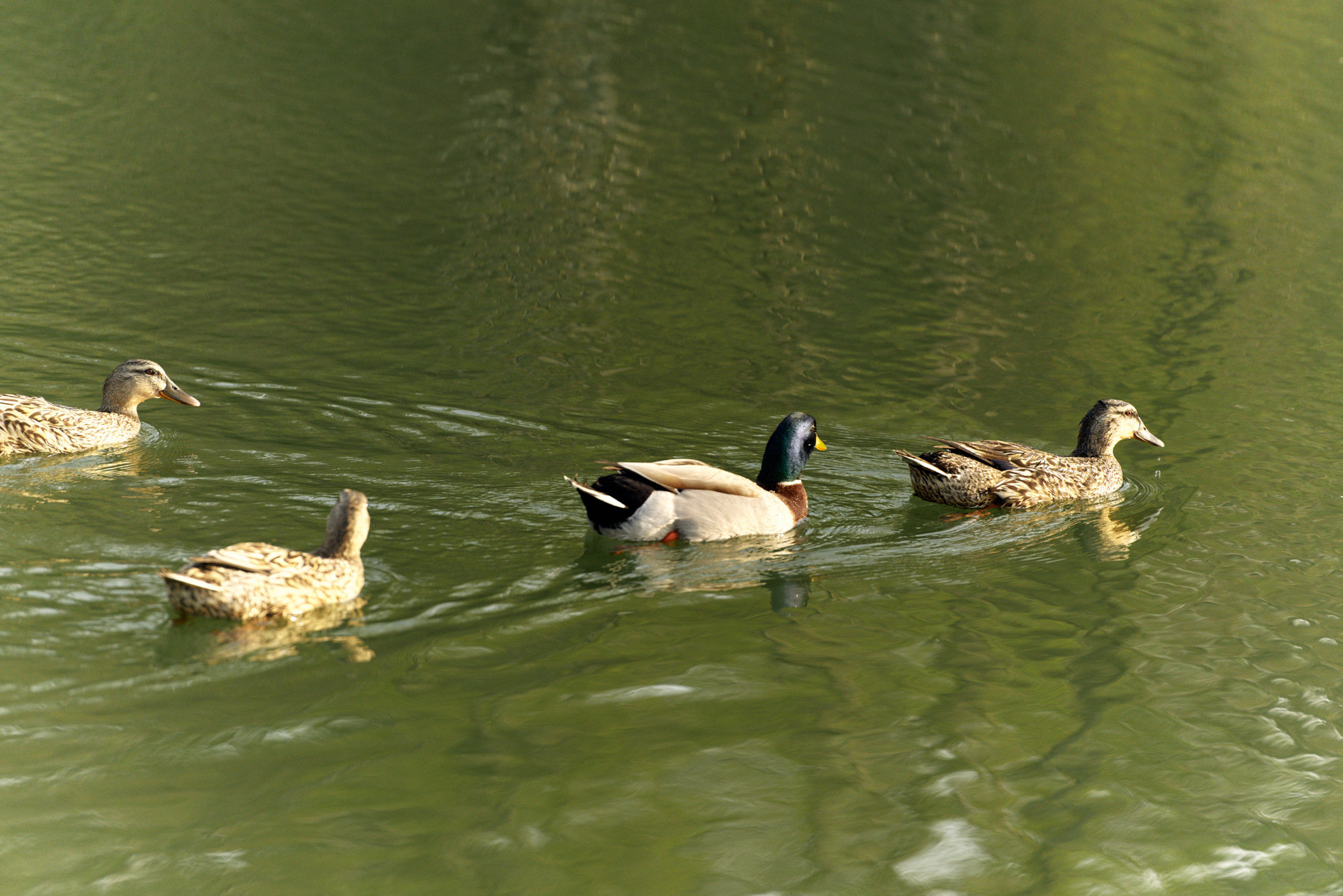 Анастасия и Алексей. Свадебный фотограф во Владивостоке Гарагуля Игорь