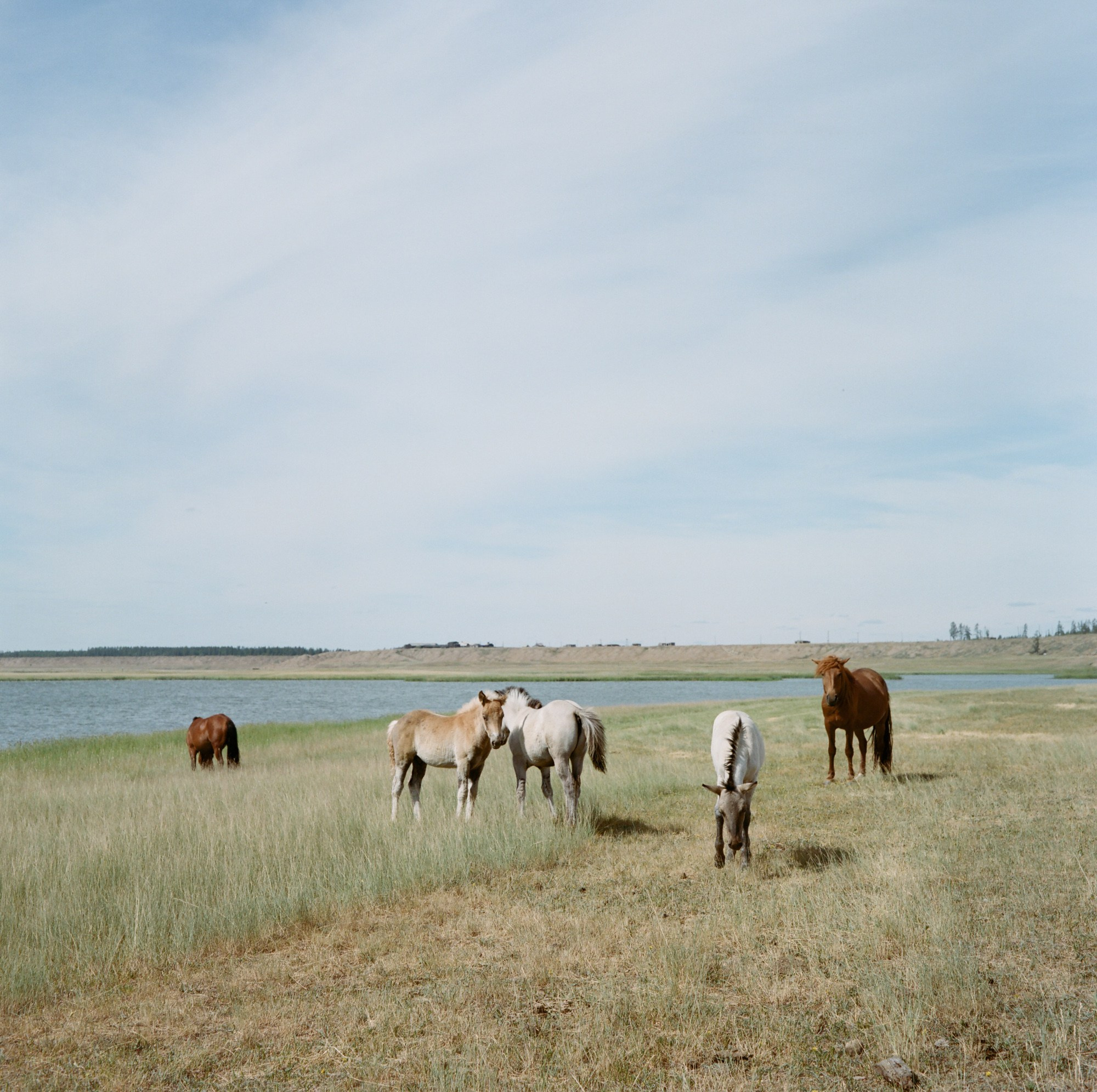 Thread the Needle. Lesha Pavlov