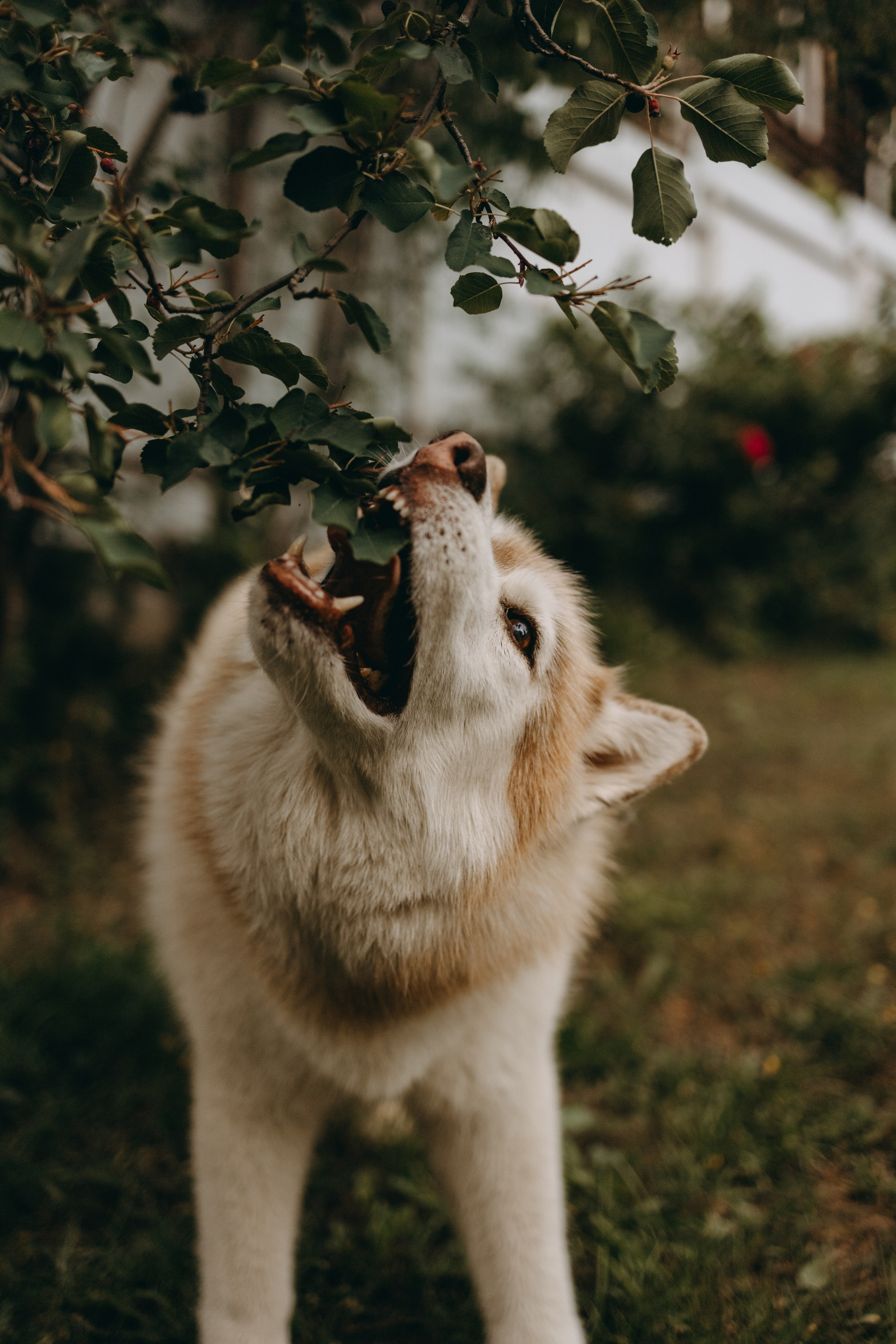 Дом у реки. Фотограф — Анималист | Санкт-Петербург