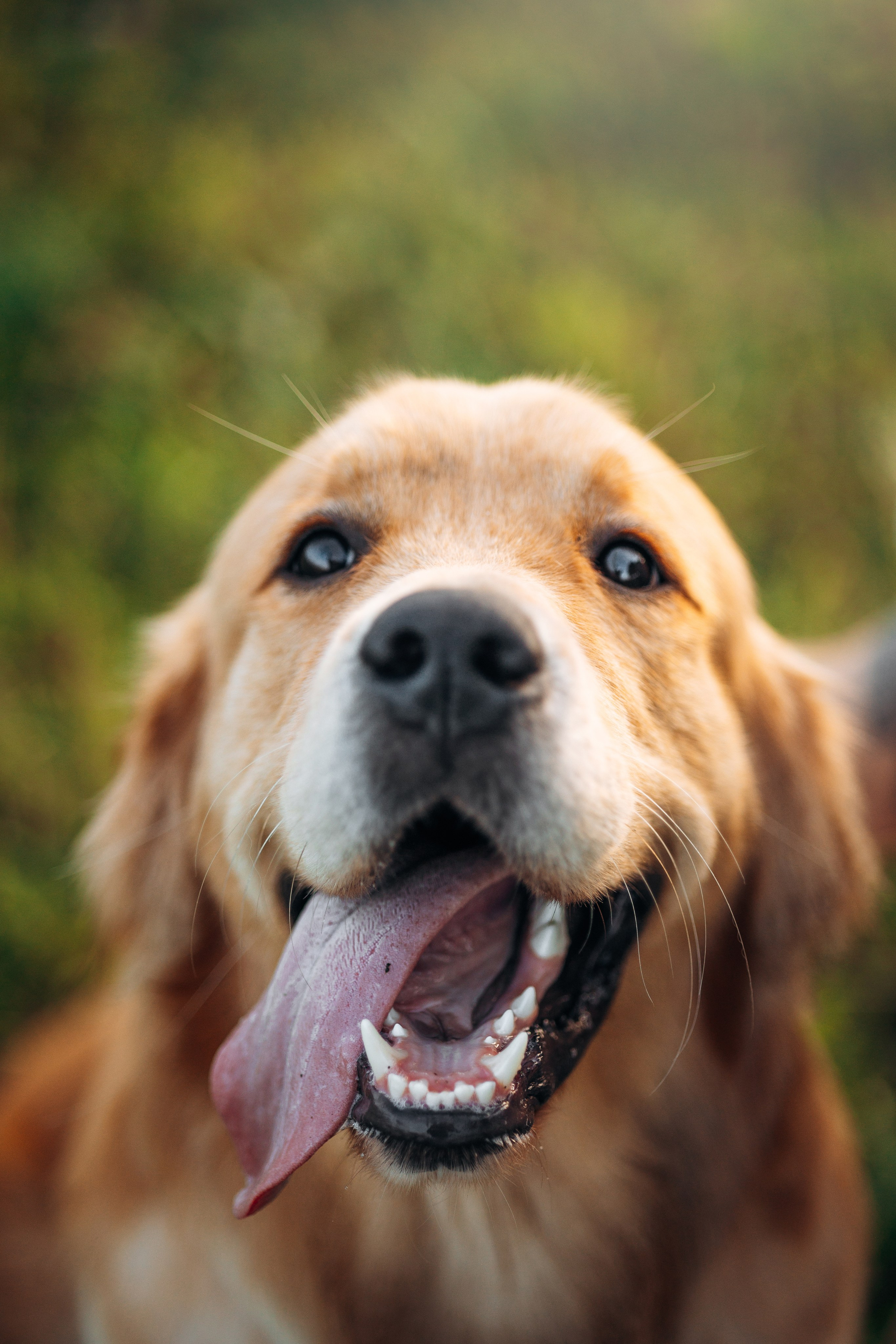 Аня и Ноллан. Фотограф — Анималист | Санкт-Петербург