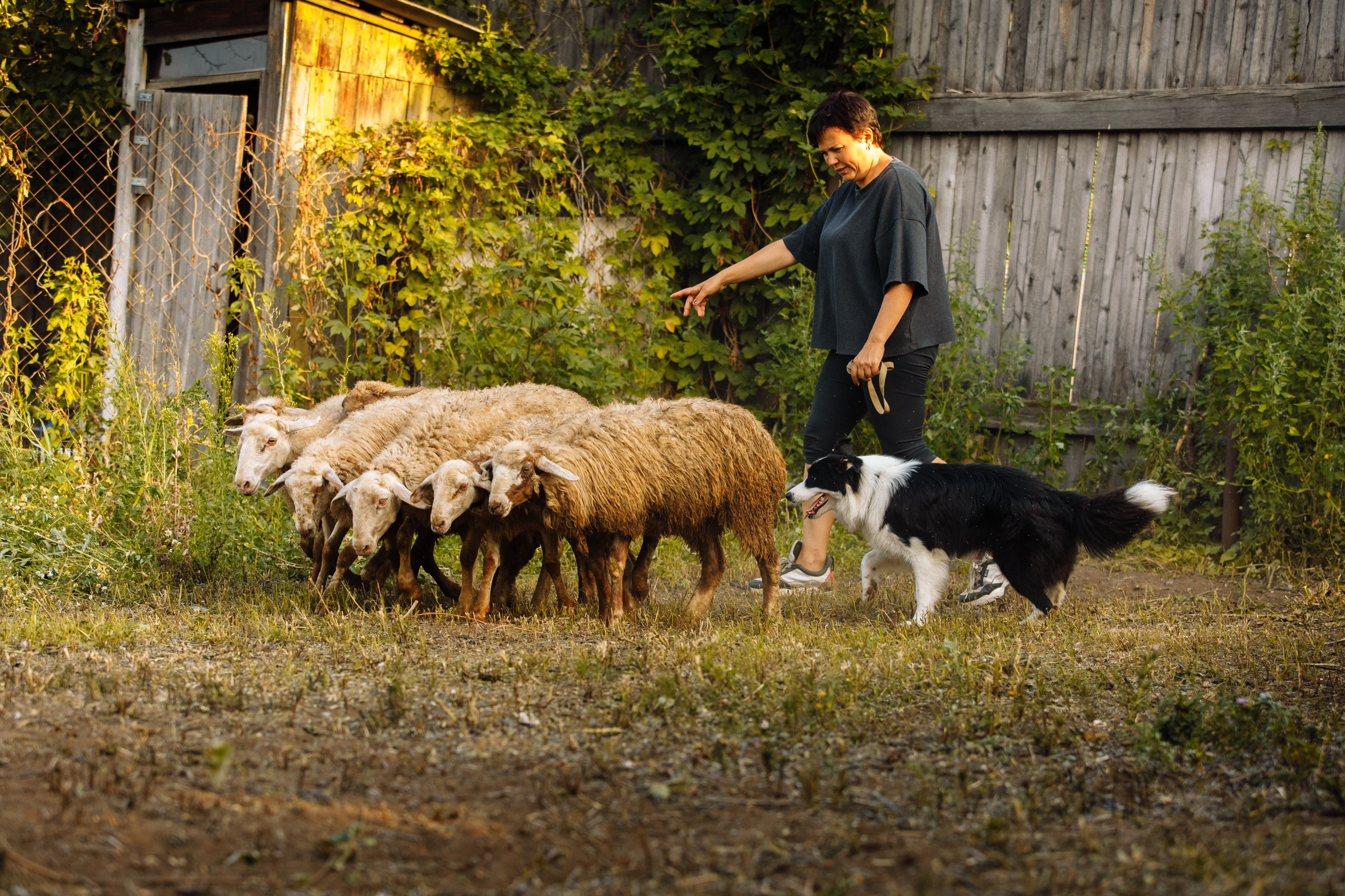Овечий день. О нас