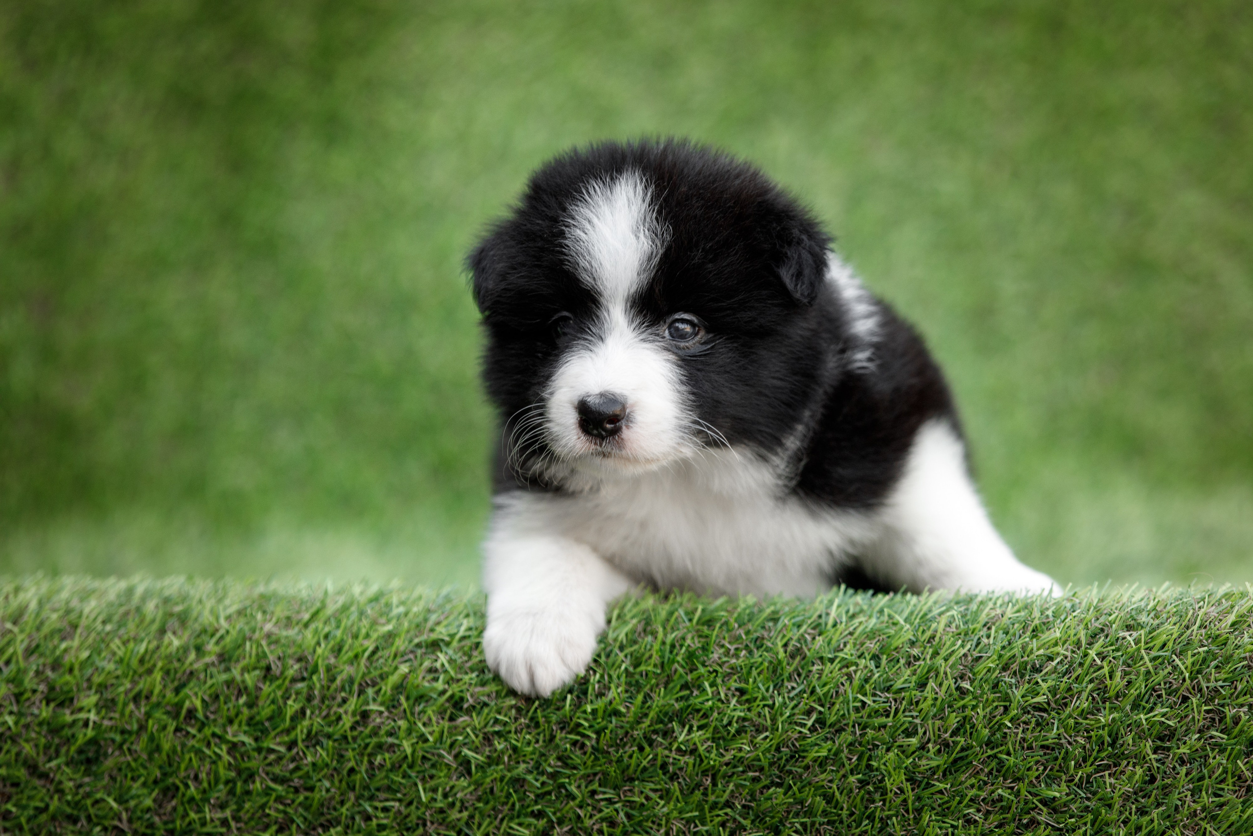 Смешарики. О нас