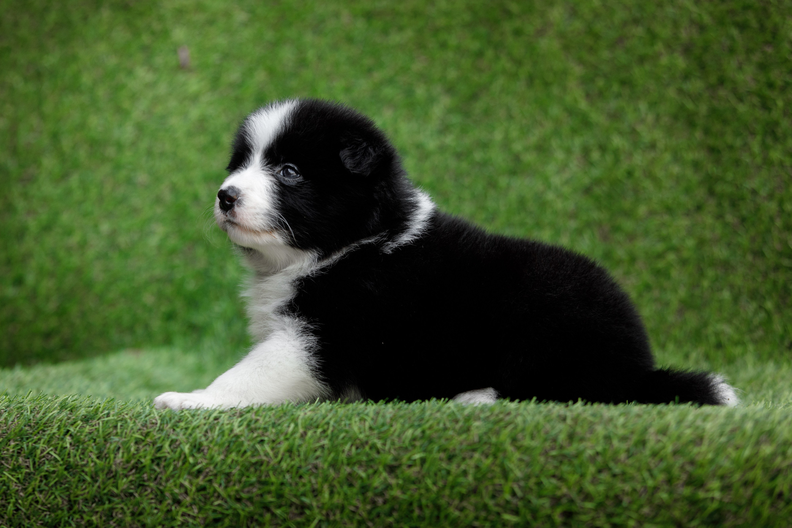 Смешарики. О нас