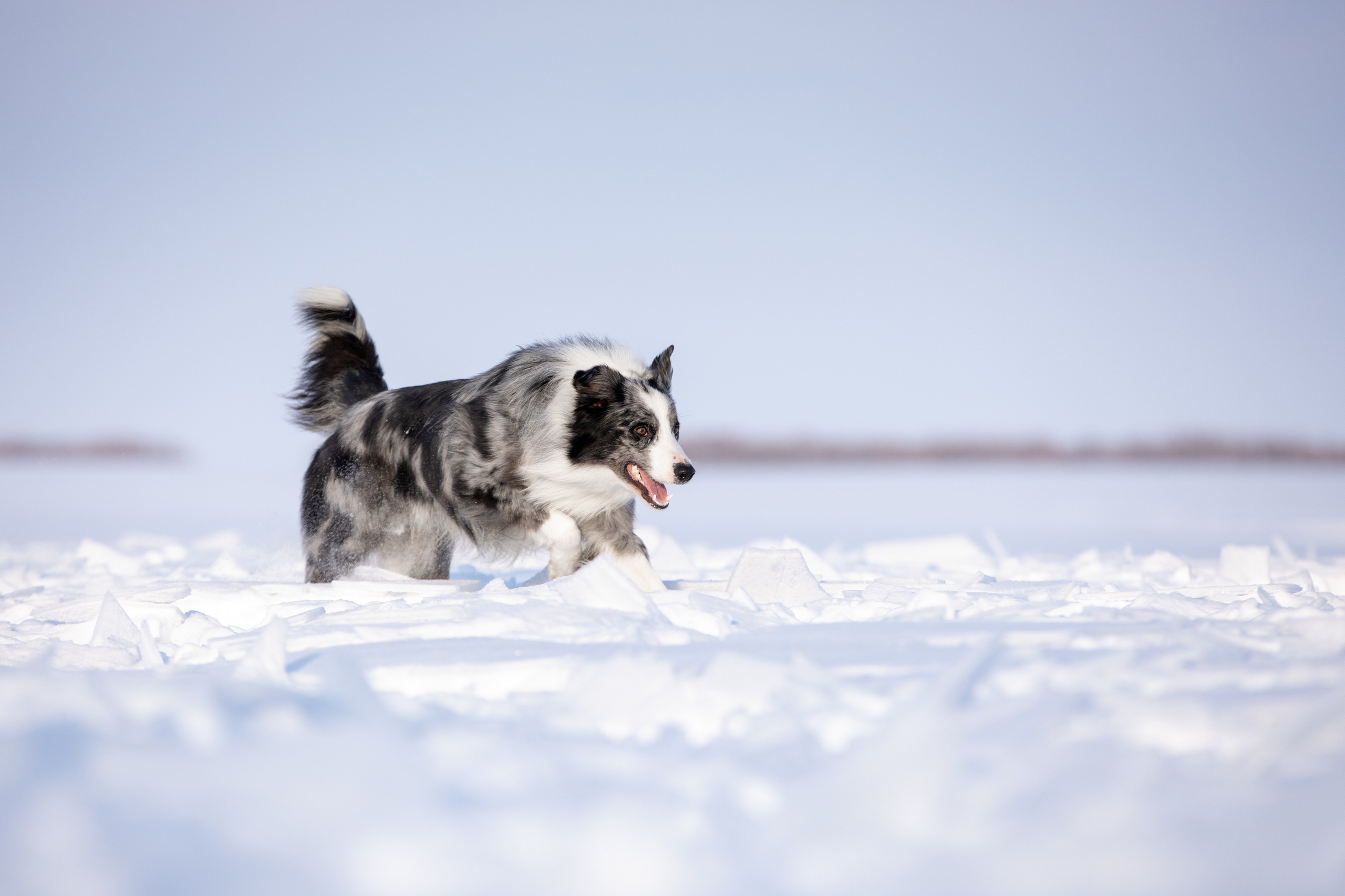 Мороз и солнце. О нас