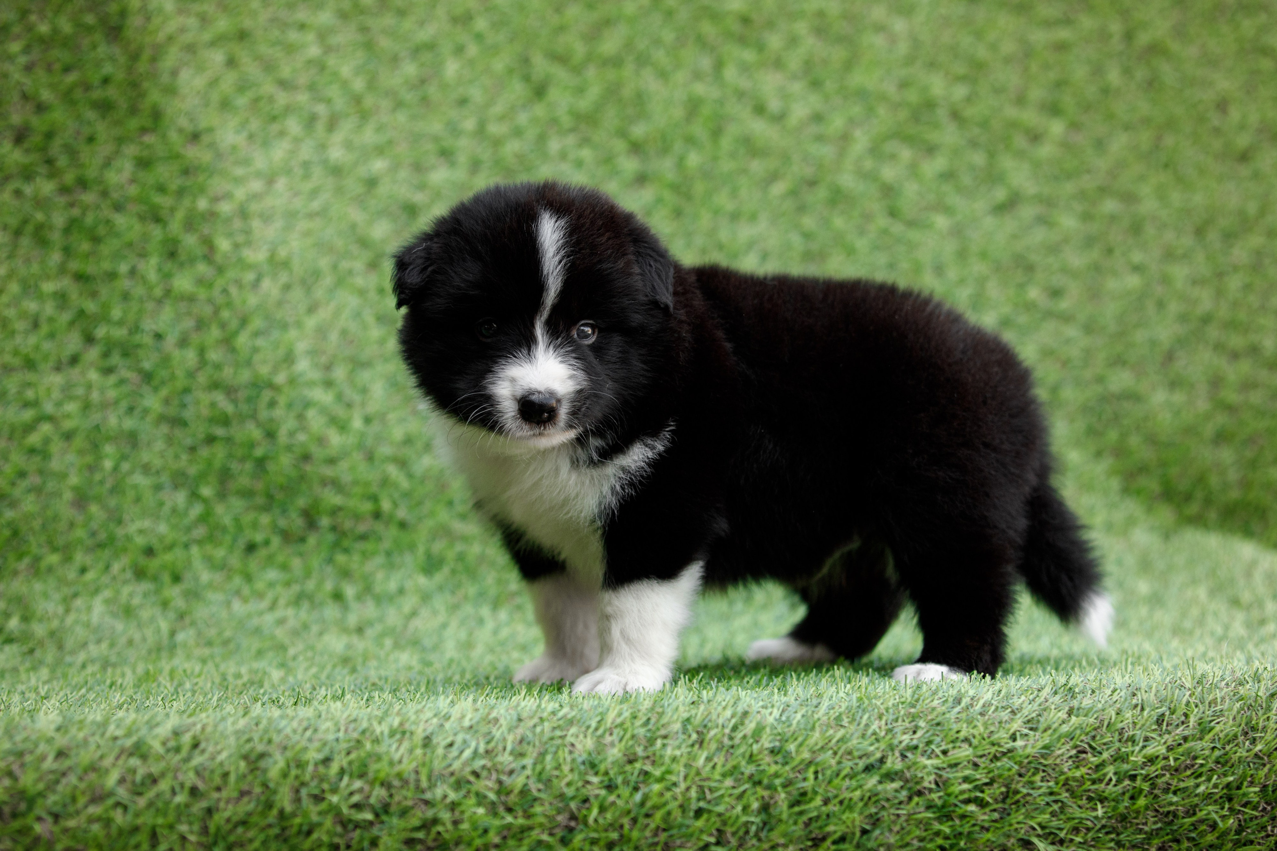 Смешарики. О нас