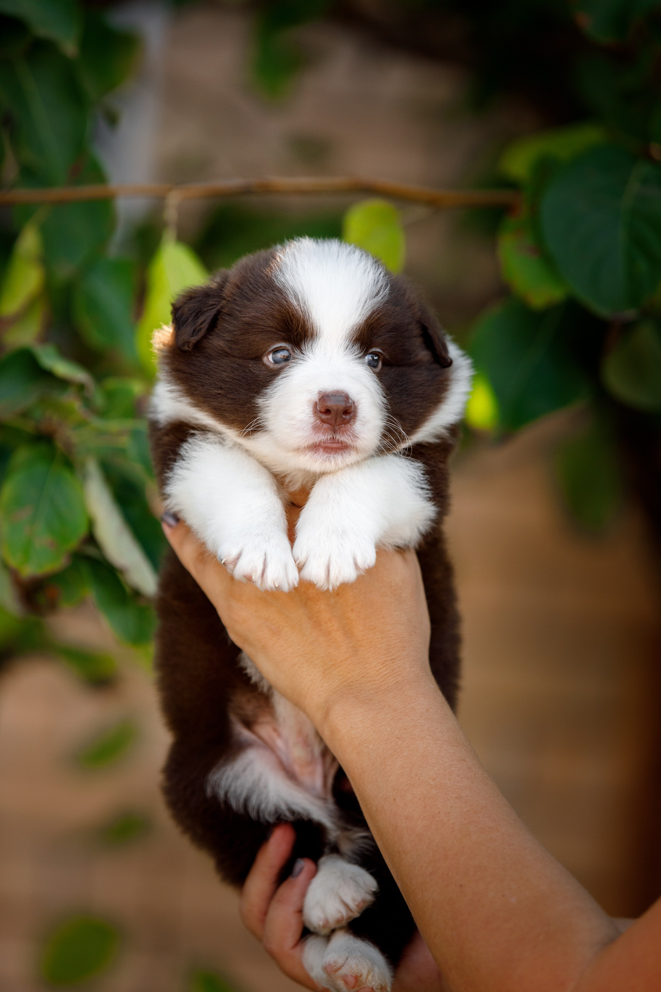 Смешарики. О нас