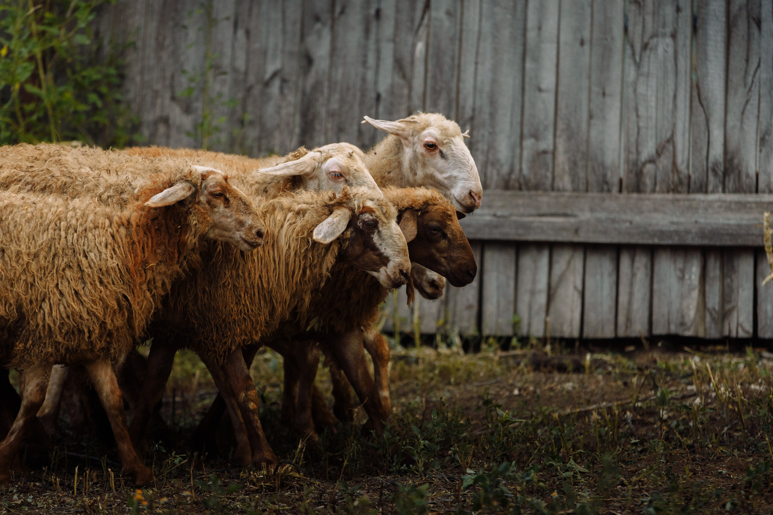 Овечий день. О нас