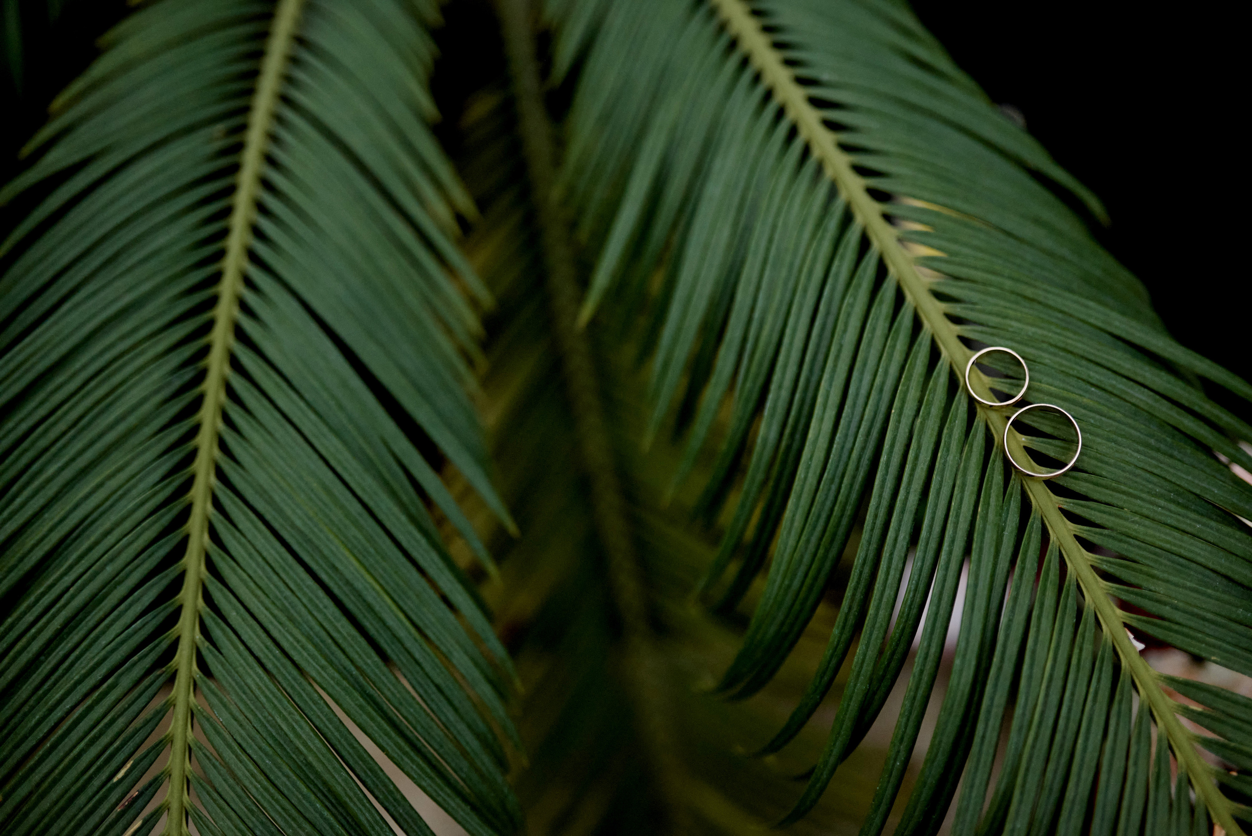 Тропики зимой. Свадебный и портретный фотограф Пётр Ладанов