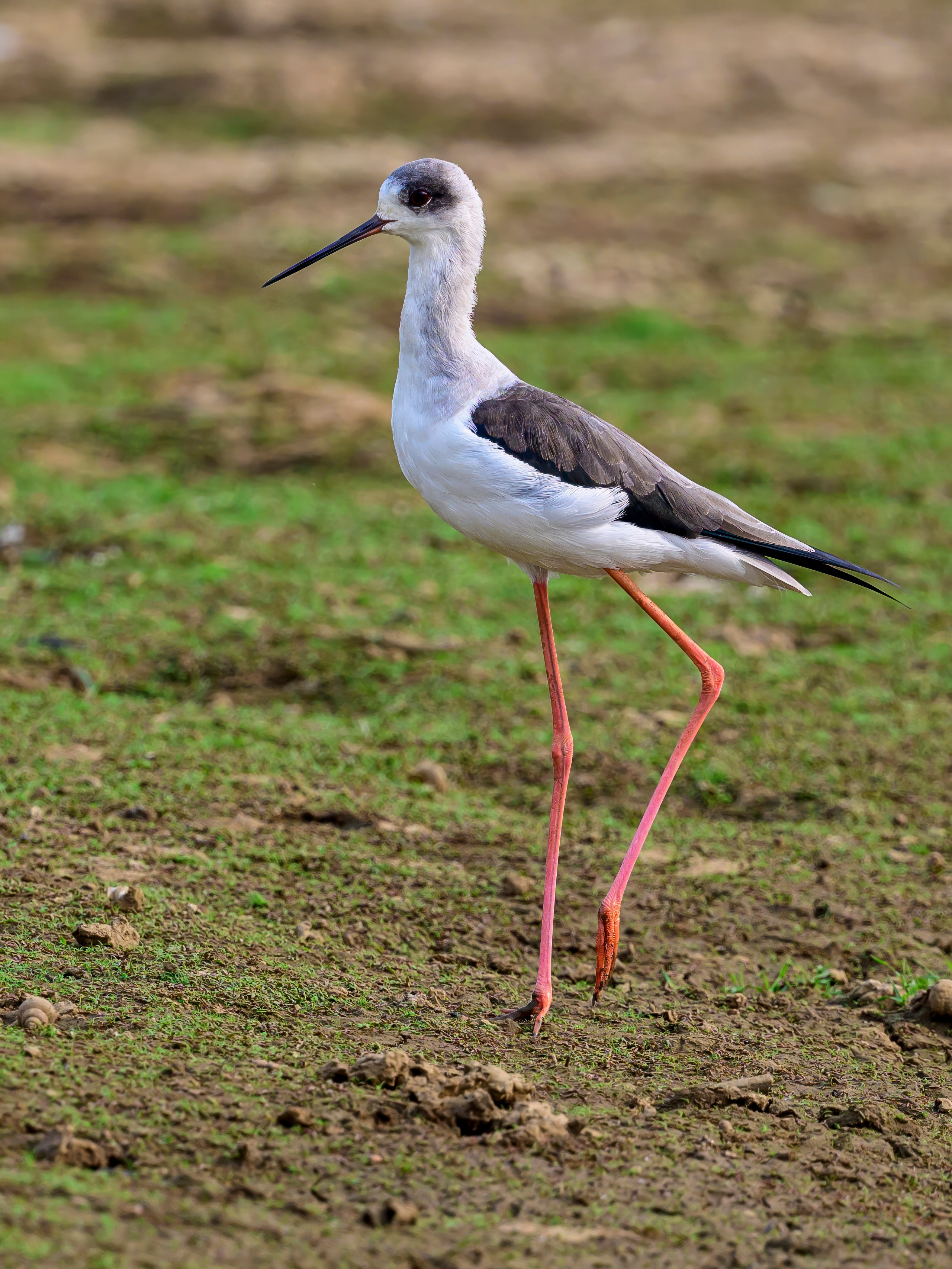 Раджастан, Индия. Wildlife photography by Sergey Puponin