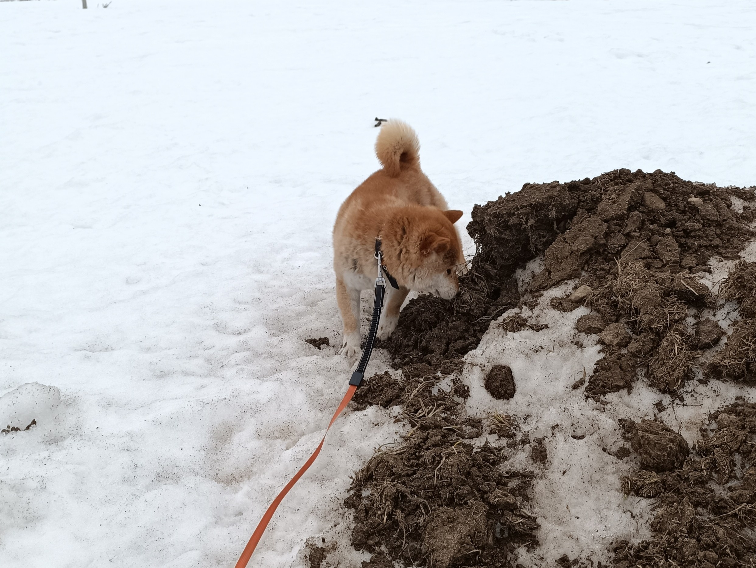 ASTRAVEGAS PRADZHAPATI SAMURAY * КОТ. Американская акита I Сиба ину I Питомник RUBYLIGHT