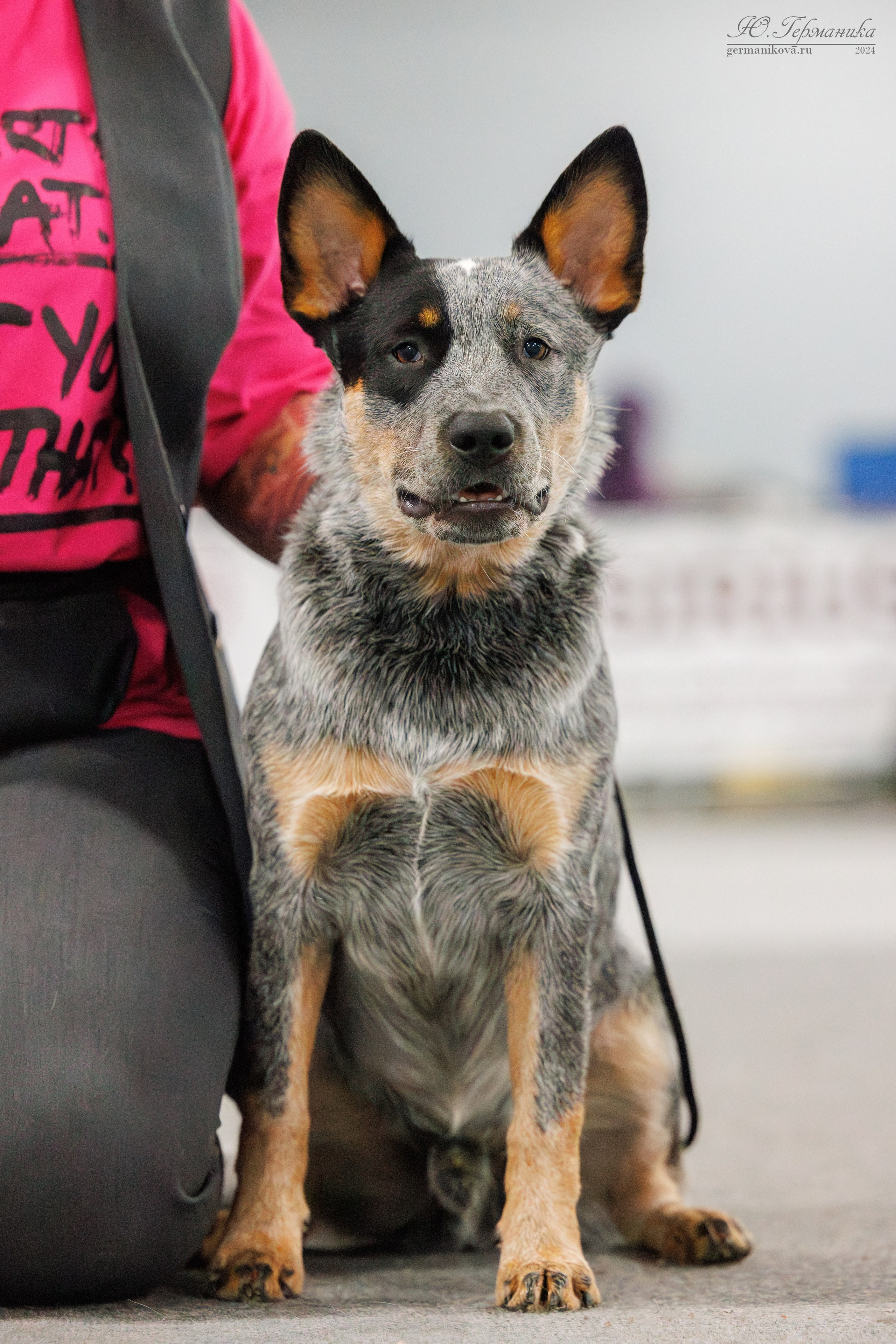 Сфера и Крокус 8,9,16 и 30.03.2025. Фотограф-анималист Юлия Германика