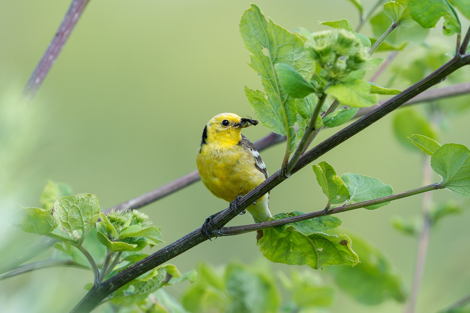 Удивительные мир птиц. Вокруг нас столько прекрасного — присмотритесь!. Ваш личный фотограф Марина Волкова