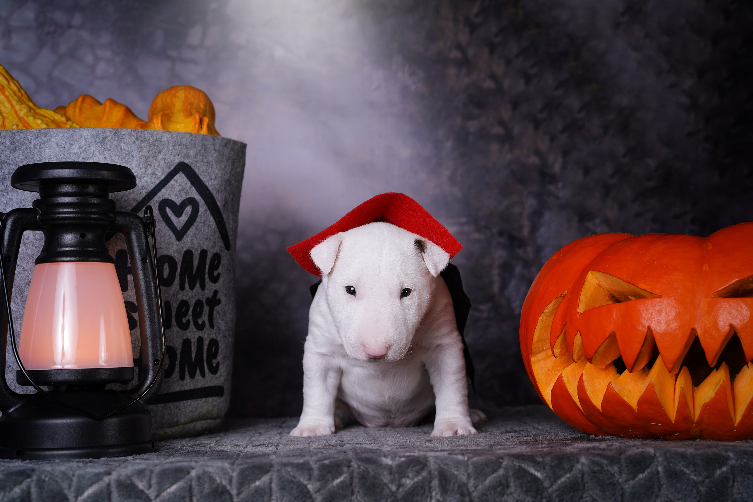 Щенки минибультерьера. Фотограф-анималист в Санкт-Петербурге Яна Мартынова