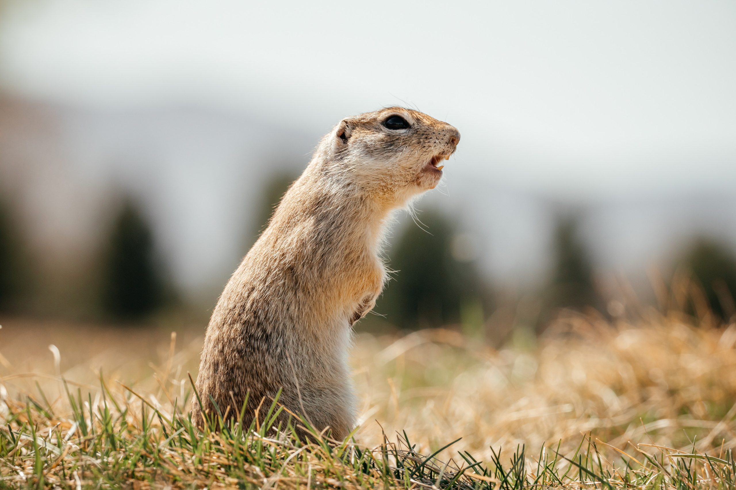 Суслики. Фотограф в Красноярске Оксана Корчагина