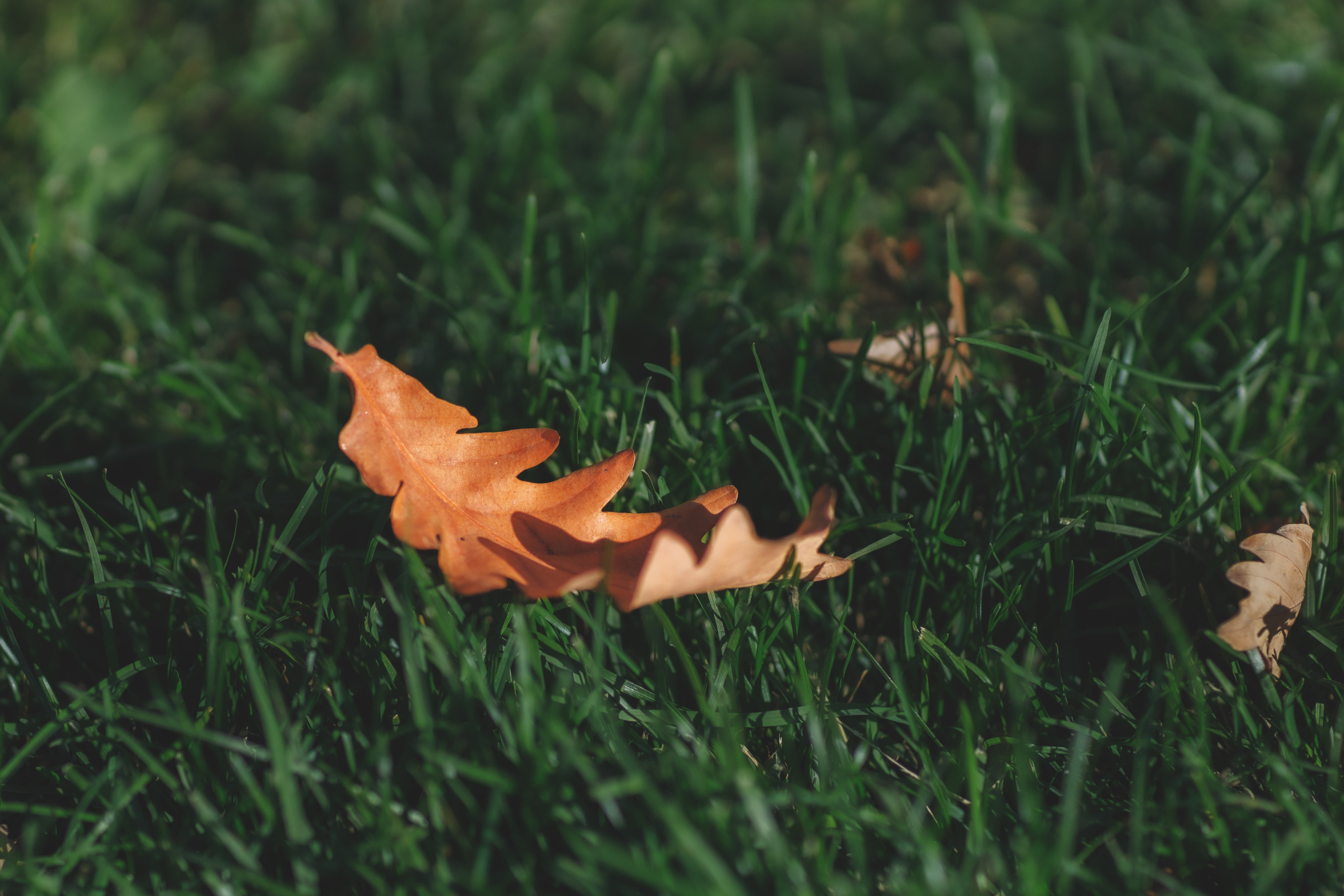 Проект «366»|2024|Фото каждый день. LENA GRACE photographer ||ЛЕНА ГРЭЙС фотограф