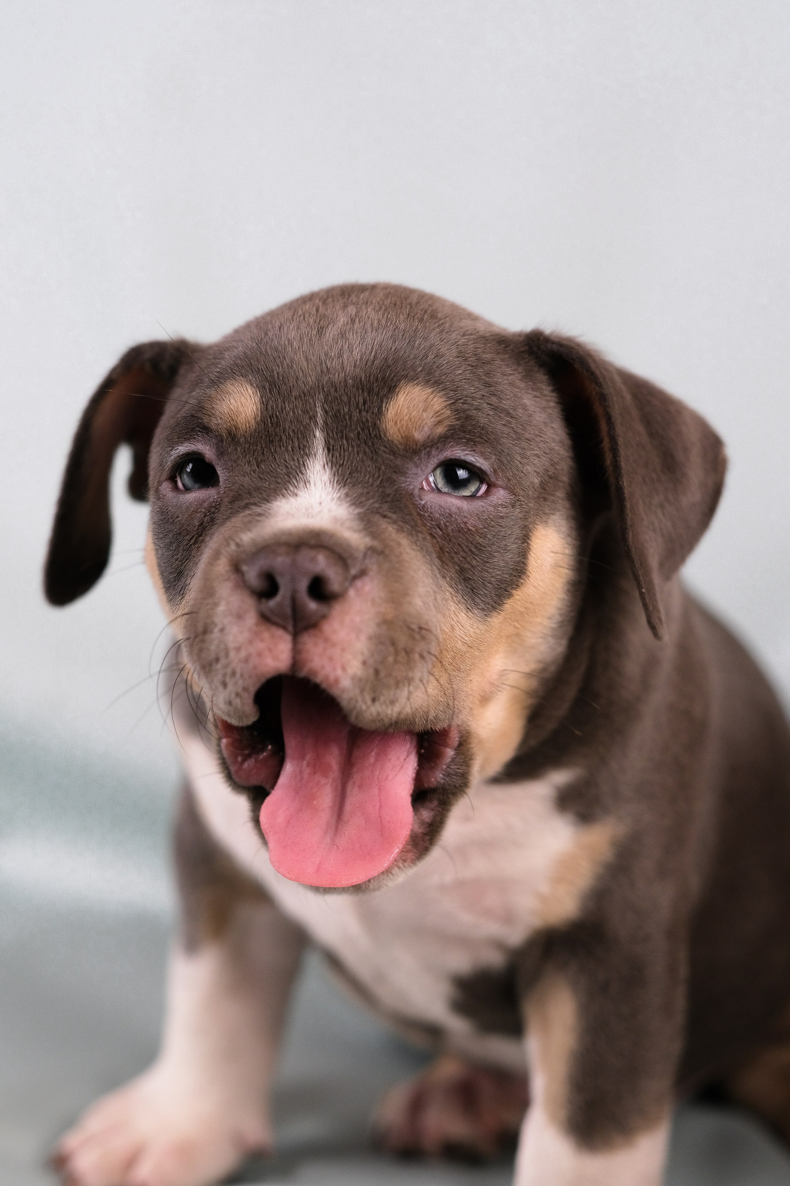 Американский Булли. Фотограф и видеограф анималист Аганина Дарья