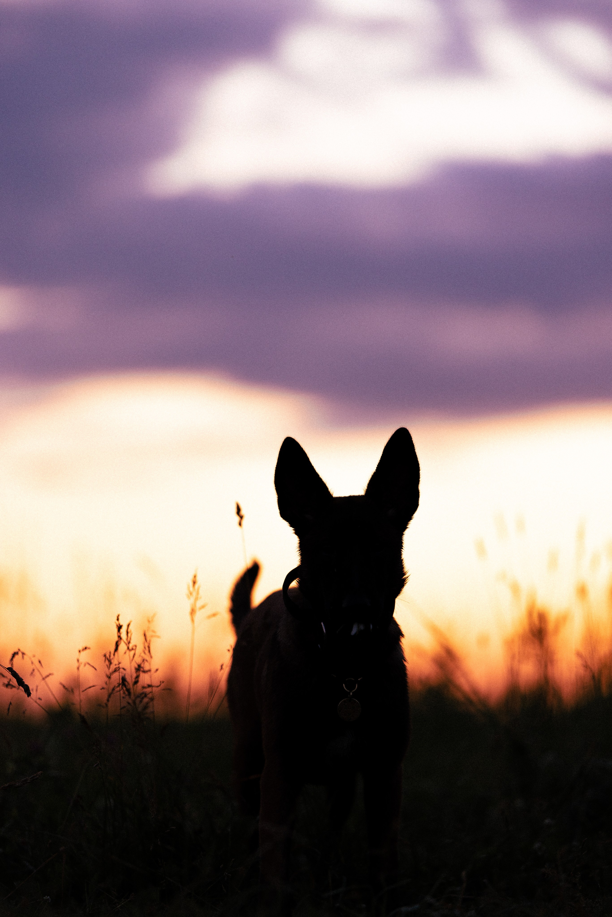 Галина и Лоя. Фотограф и видеограф анималист Аганина Дарья