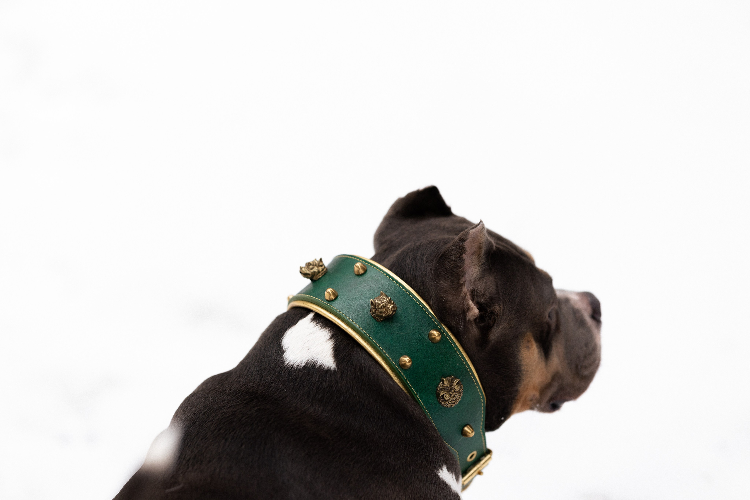 Лера и Наган. Фотограф и видеограф анималист Аганина Дарья