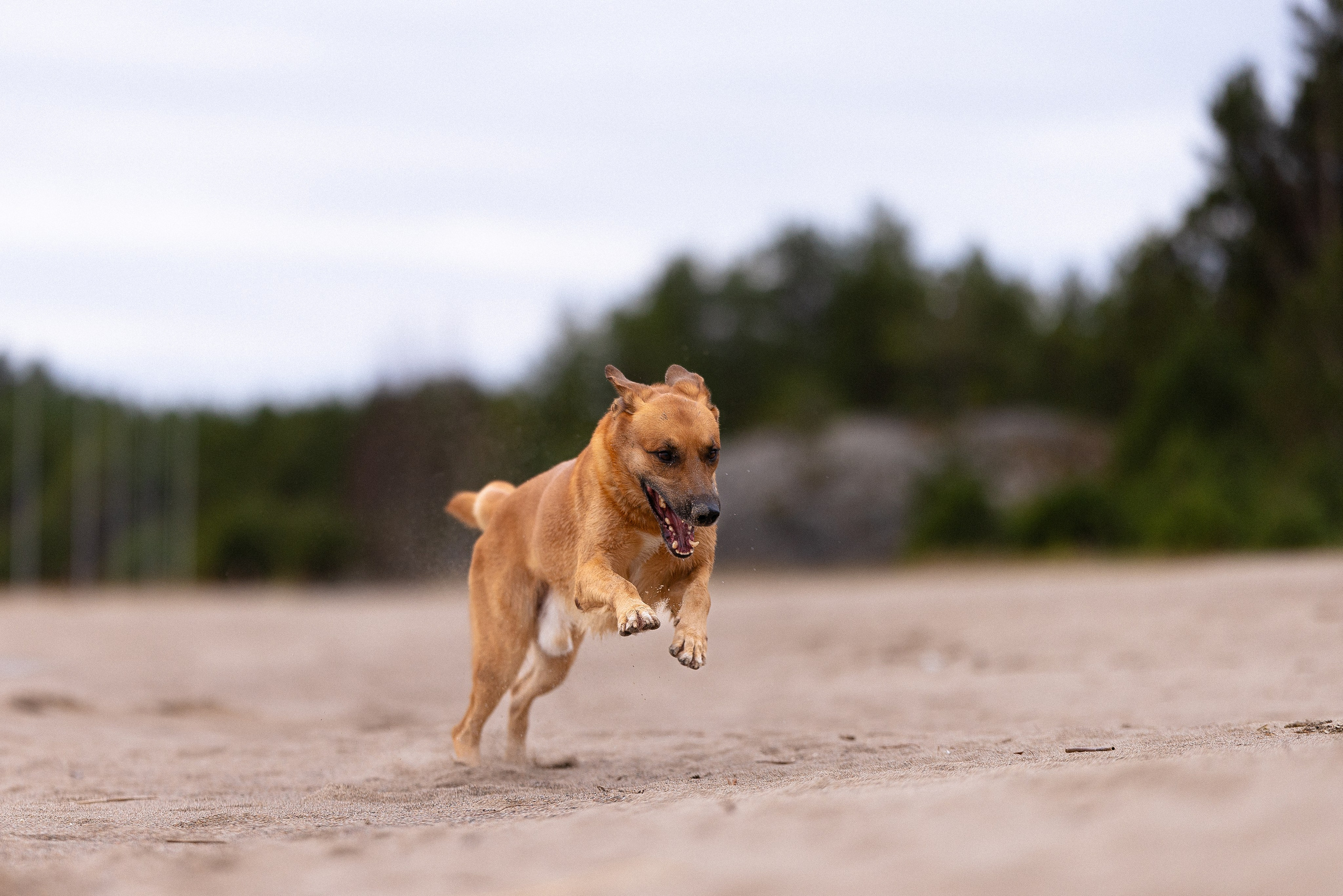 Karelia. Фотограф и видеограф анималист Аганина Дарья