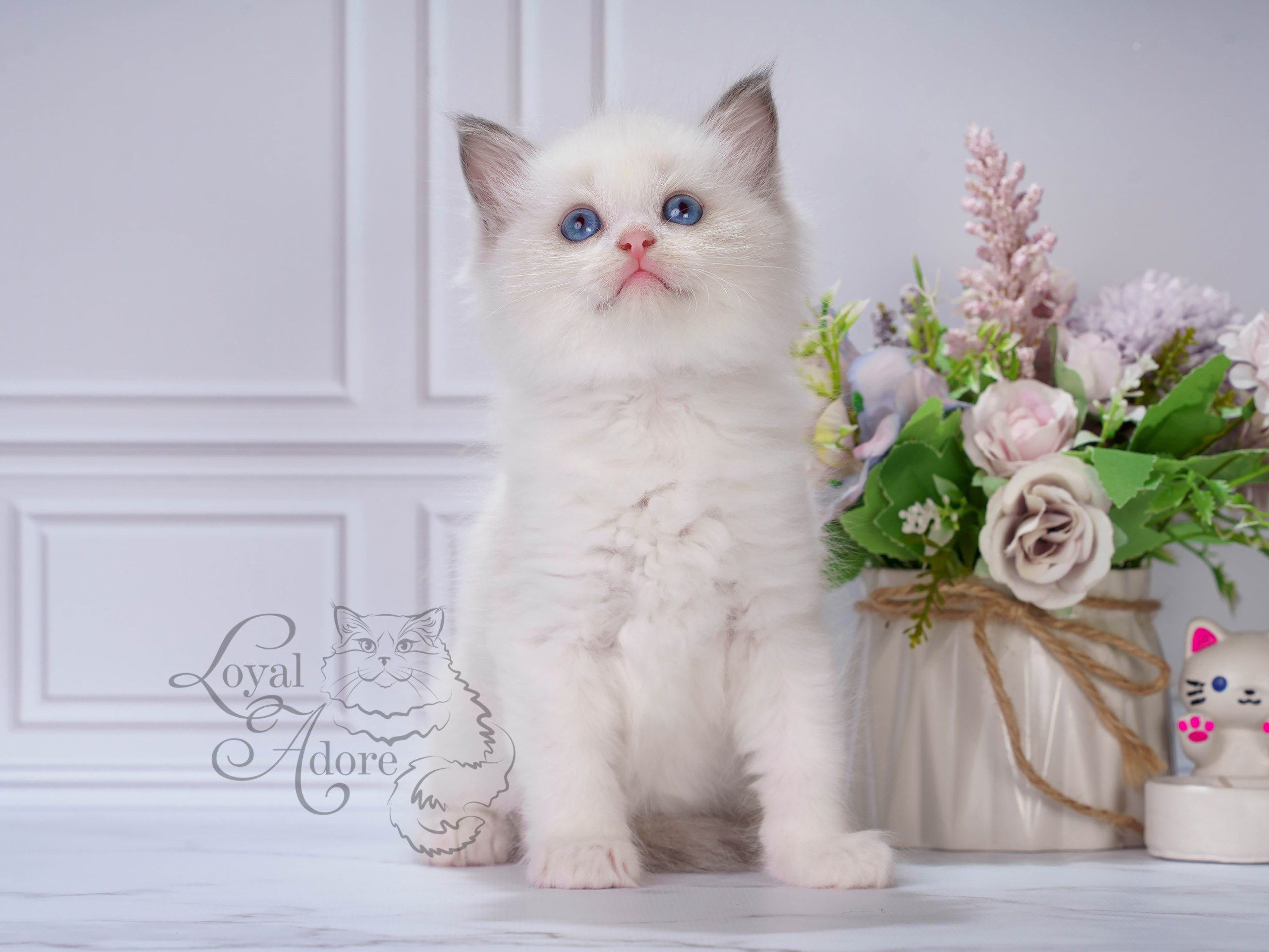 Котята рэгдолл от Loyal Adore. Питомник рэгдолл Loyal Adore