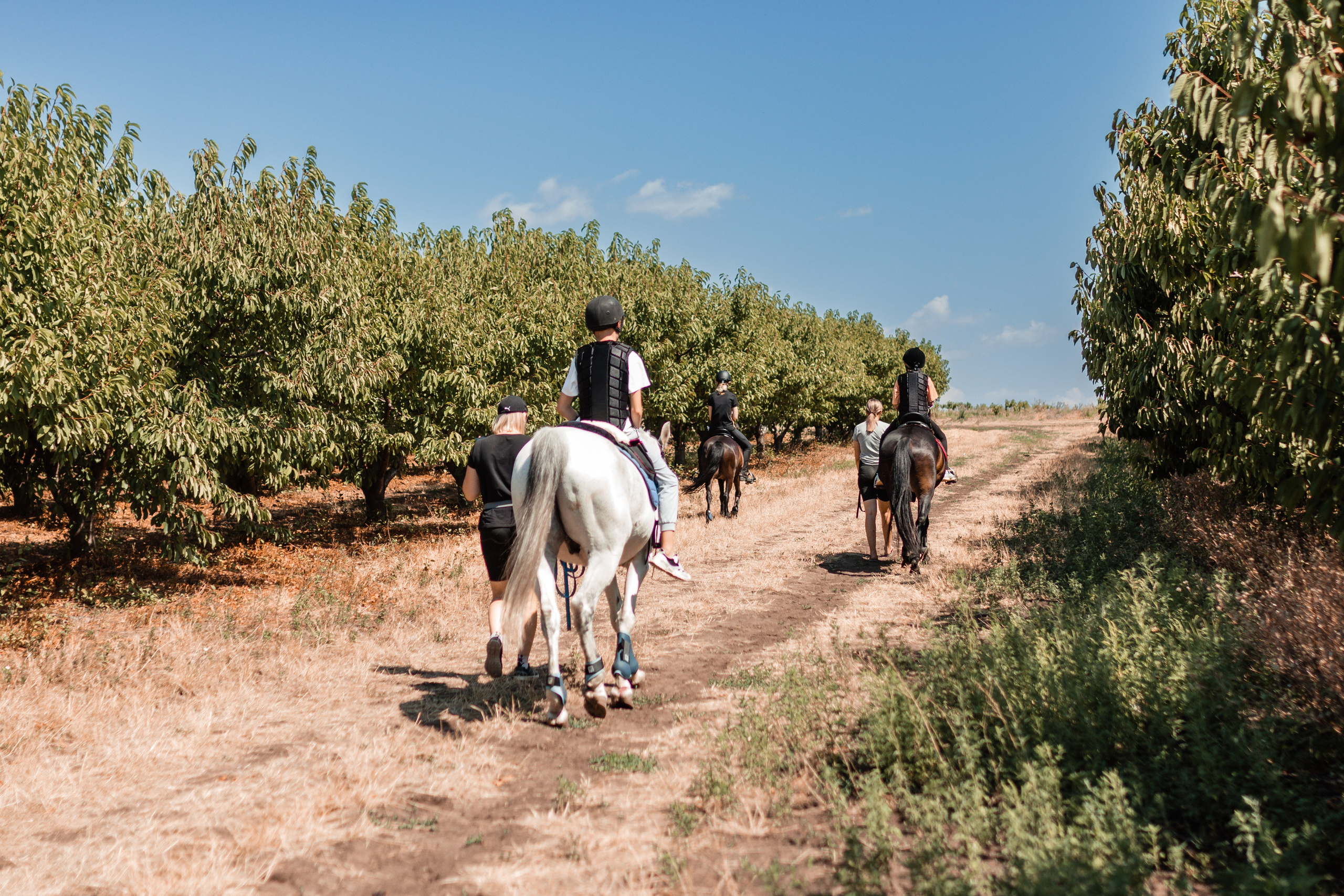 Выезды в поля на лошади
