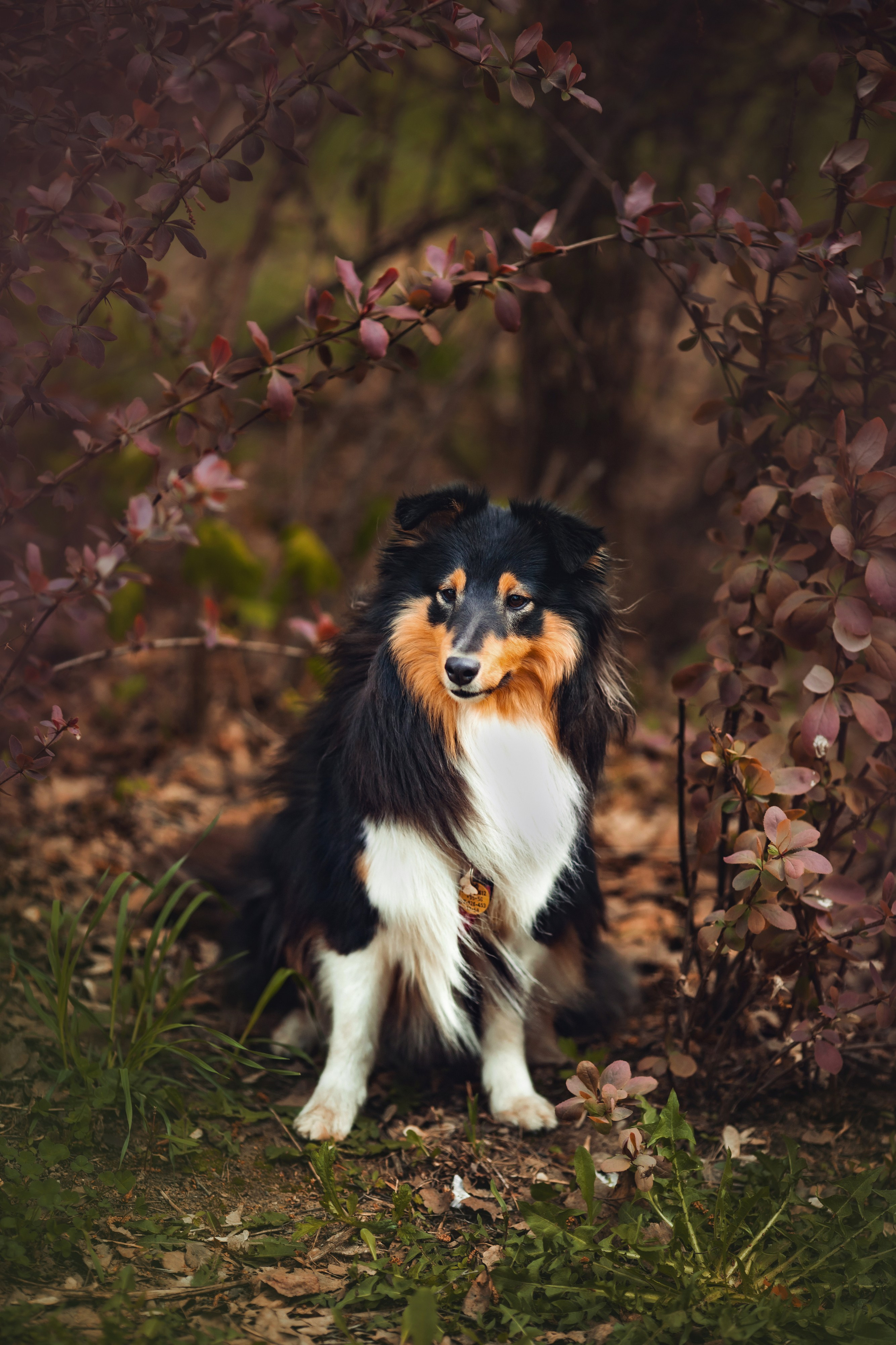 Летти. Художник и Фотограф Тимохина Юлия