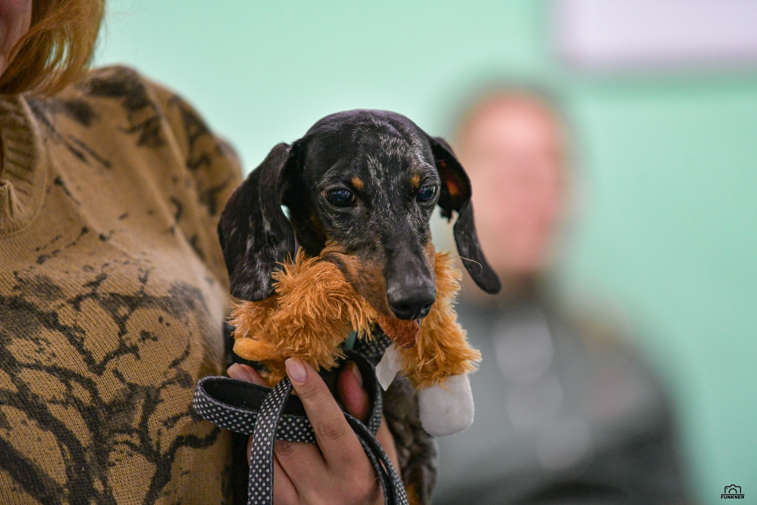 Кинологический клуб «Бодрый хвост». Свой взгляд через объектив