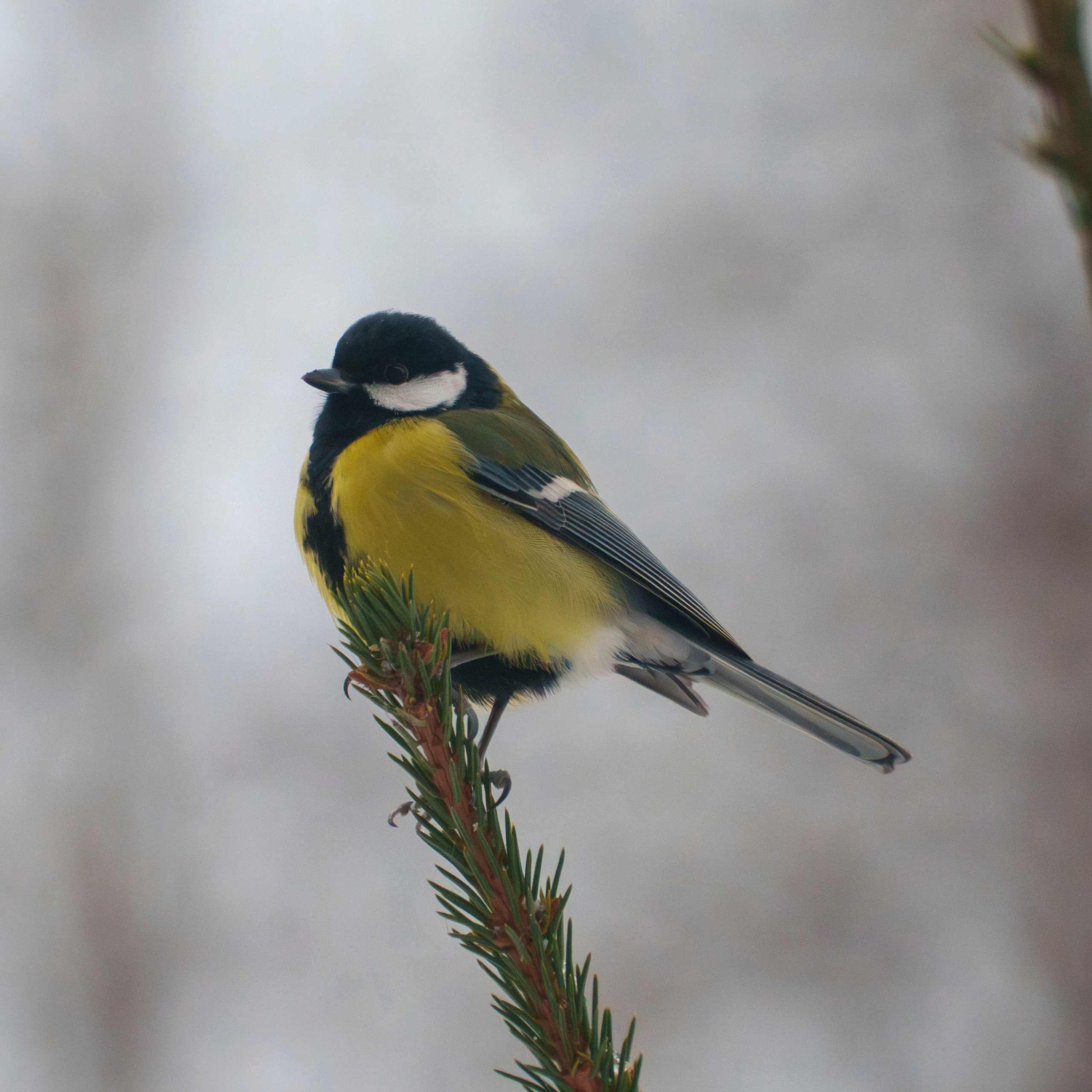 Animals — Животные