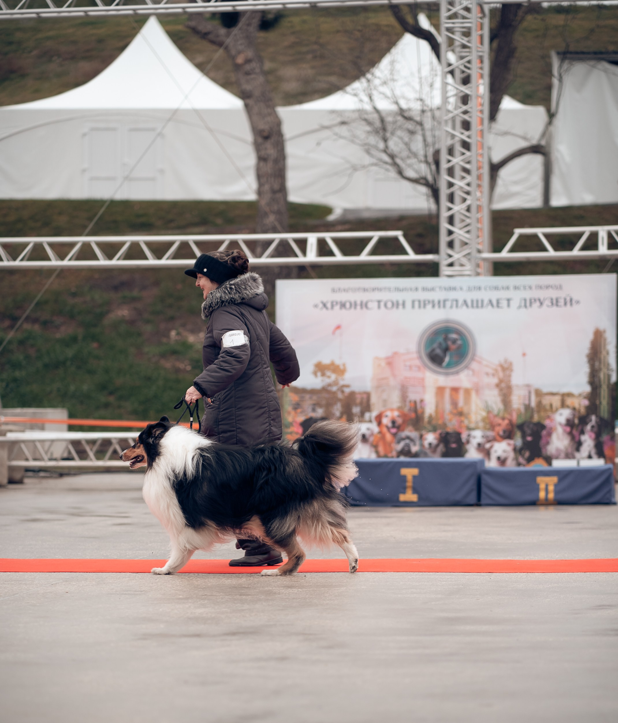 Благотворительная выставка собак в Новом Херсонесе г. Севастополь. Церковный фотограф Севастополь