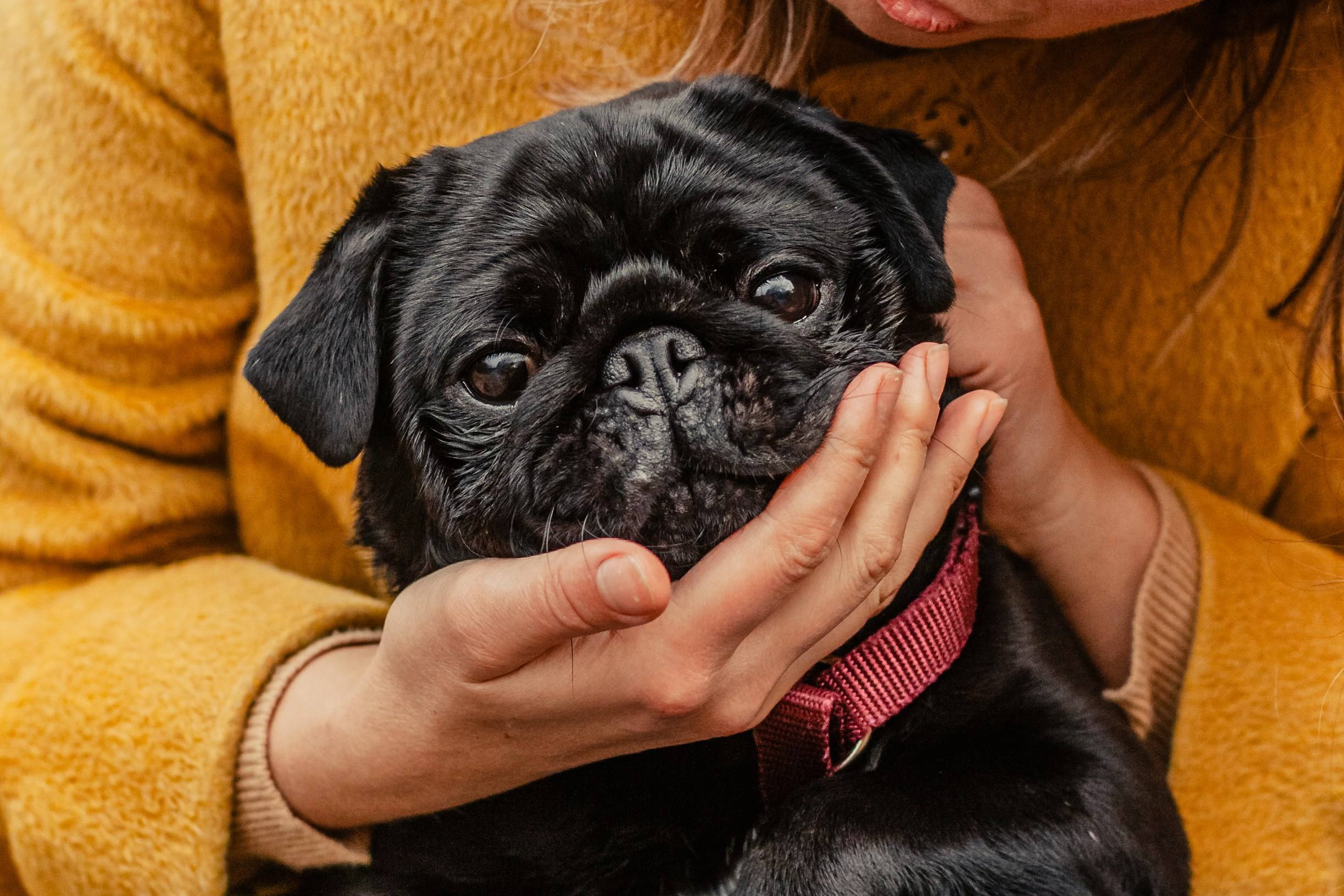 Оля, Харви, Луис. Фотограф-анималист Татьяна Степанова