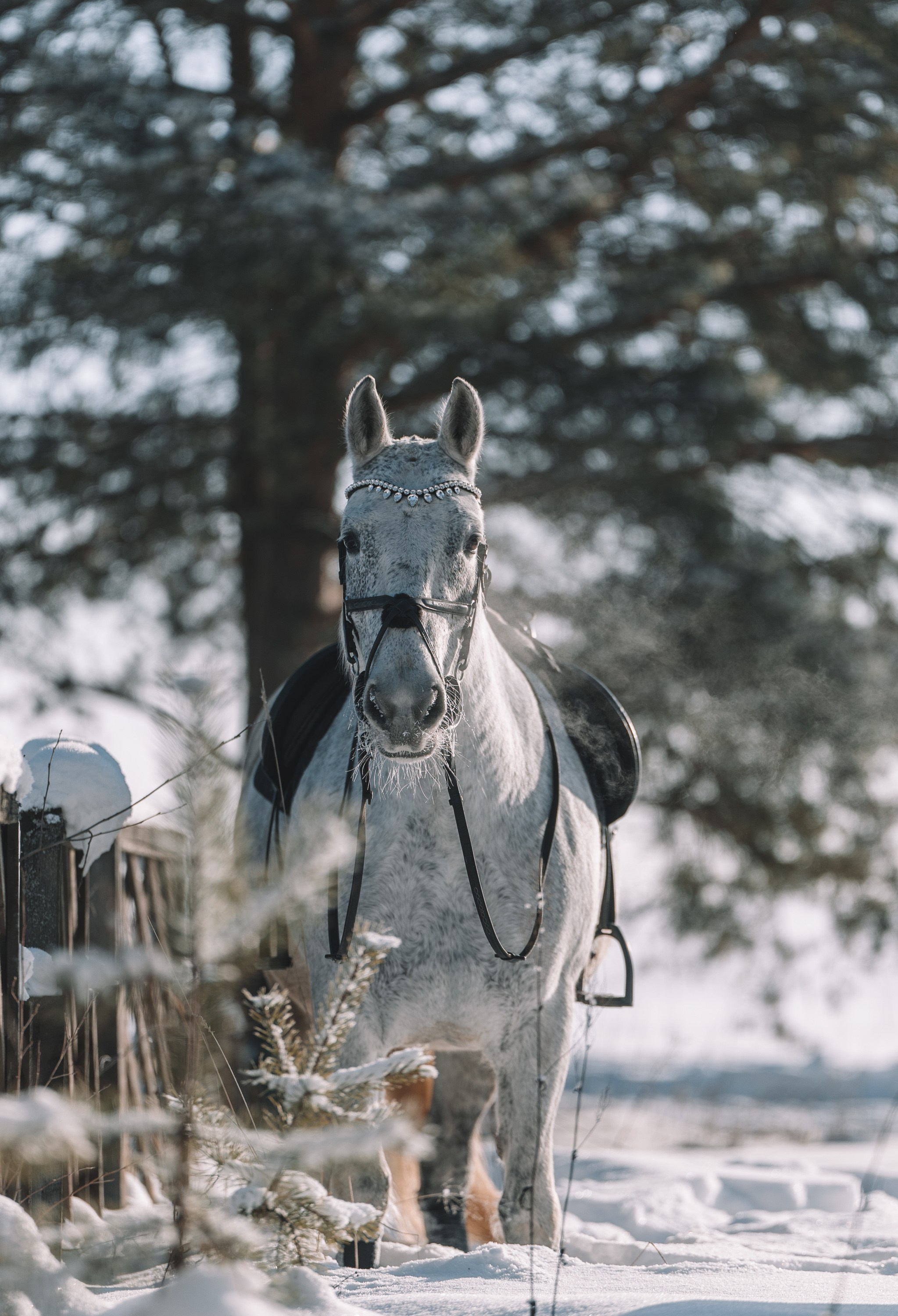 Аренда лошадей для фотосессии в Петрозаводске. Фотограф Варвара Ермоленко