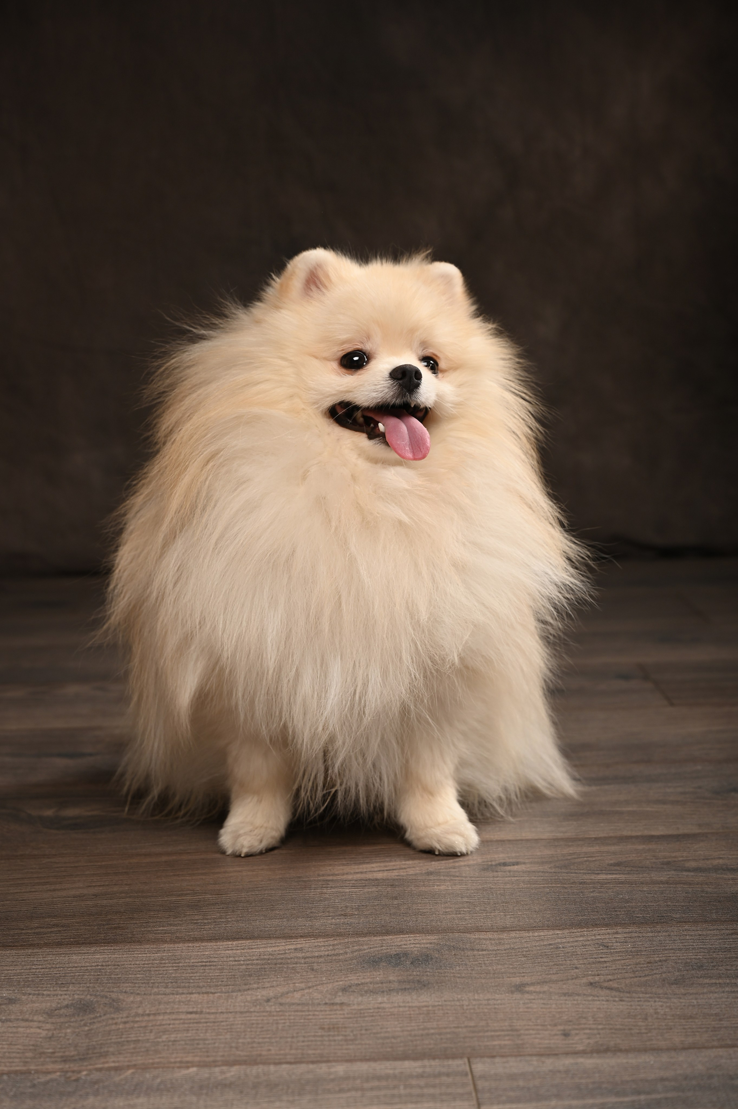 Студийные съемки. Портретный фотограф в Челябинске Катерина Руди