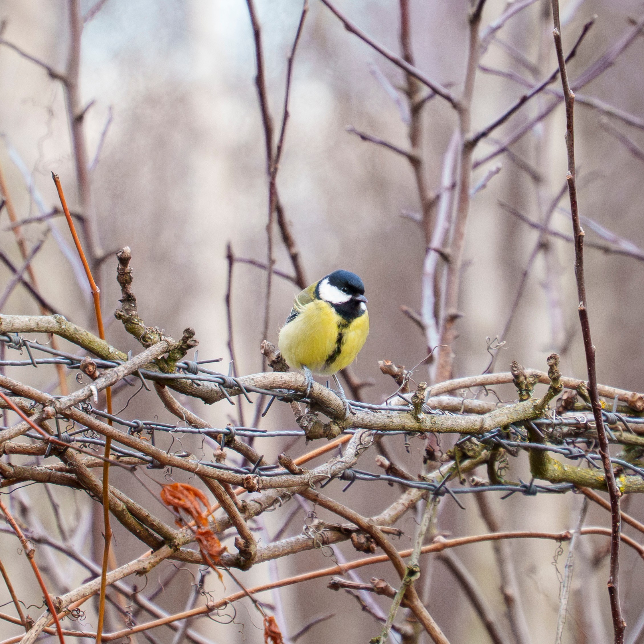 Animals — Животные