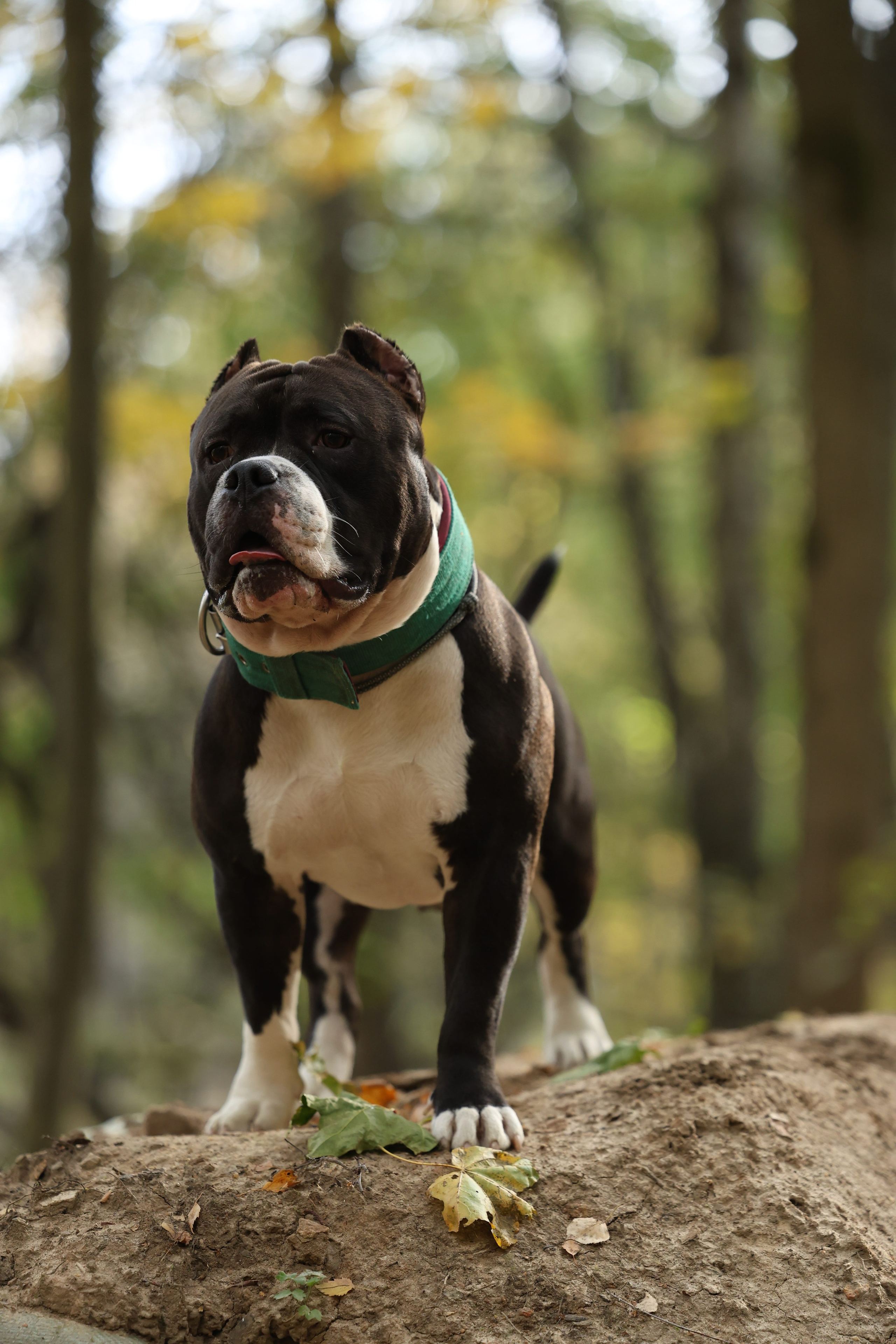 Бумер. Виктория Михайловская. Фотограф-анималист. Москва