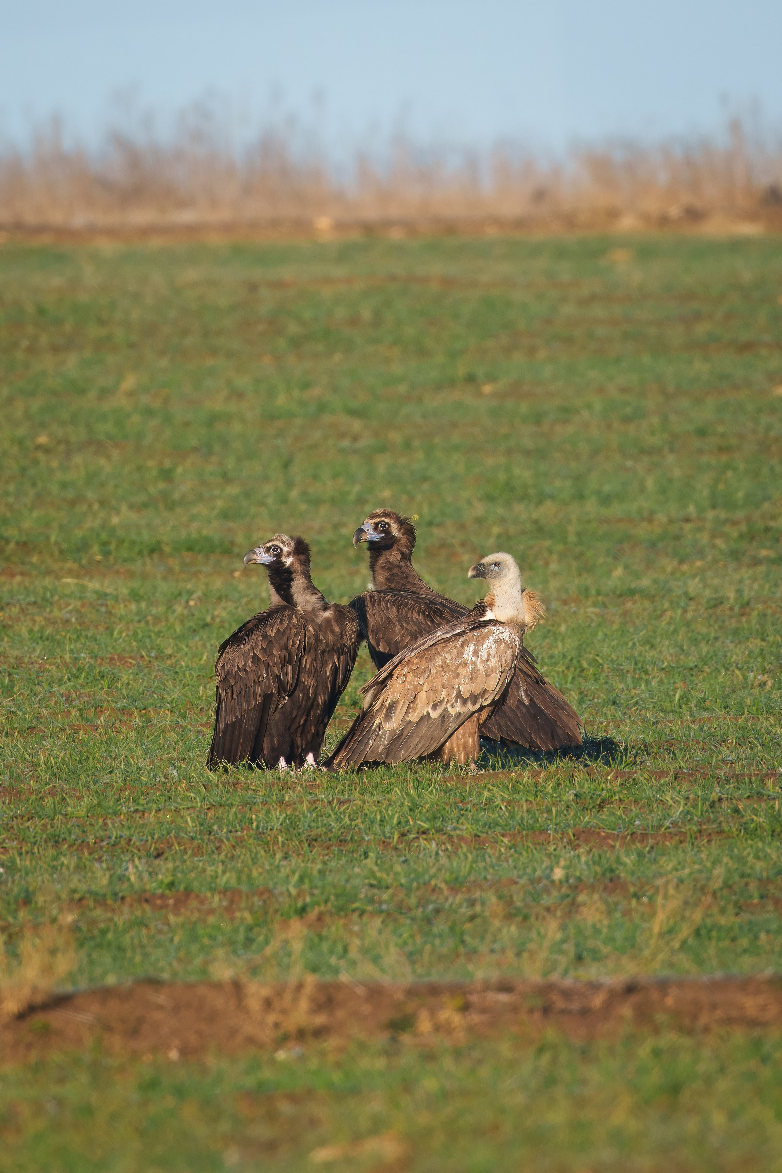 Два черных грифа и белоголовый сип
