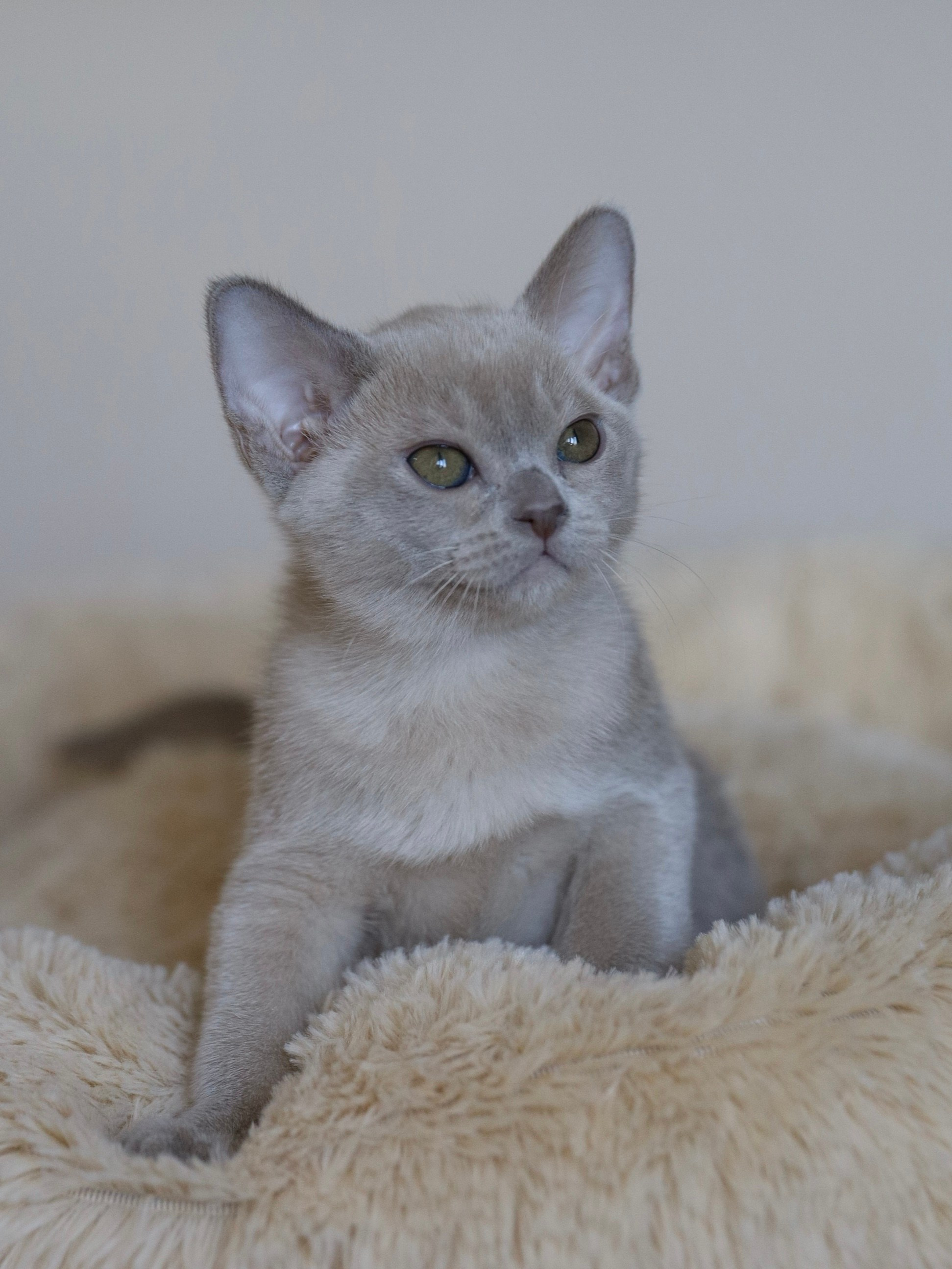 В. Cash. Cattery “Bouncy Life”