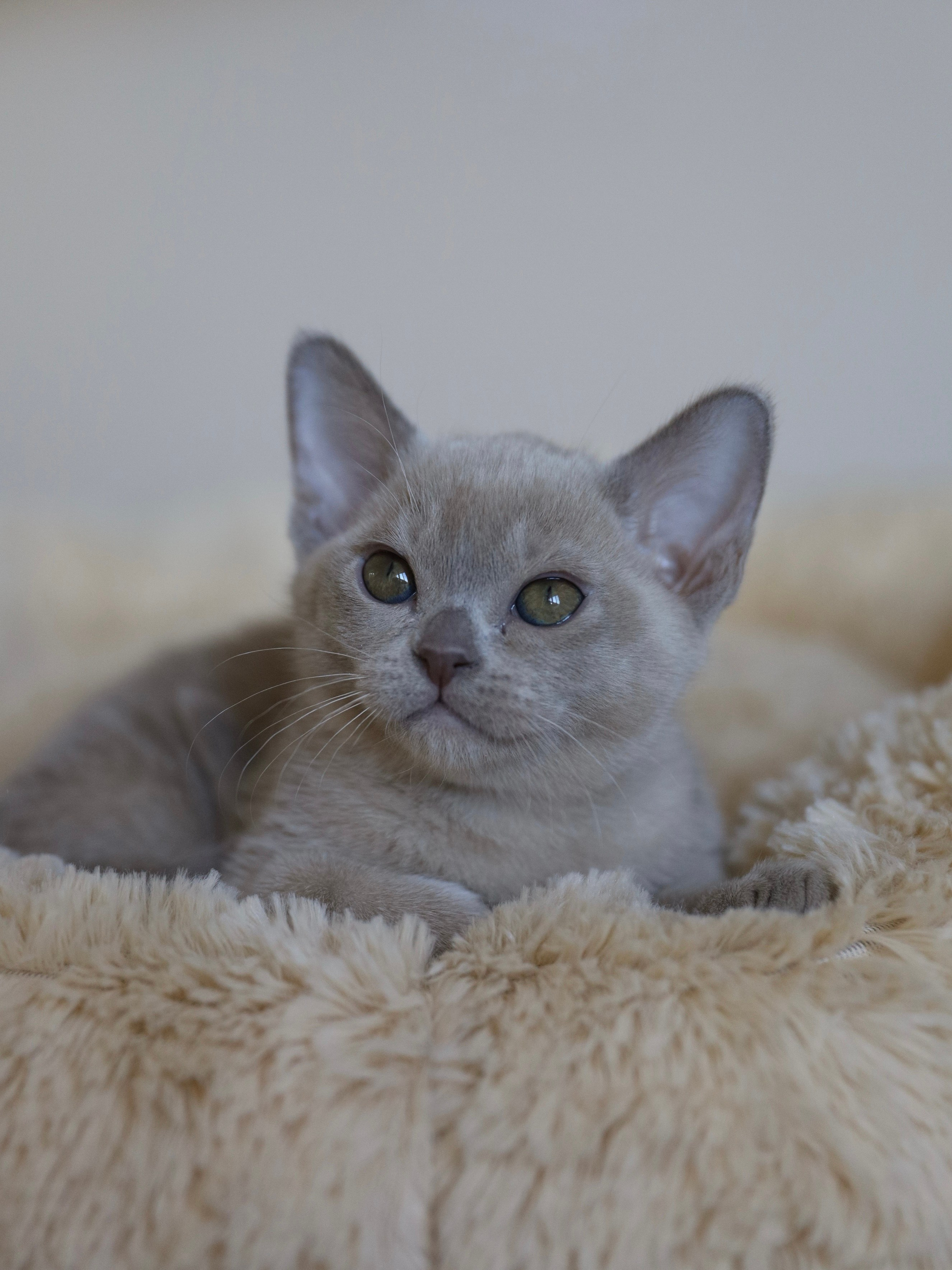 В. Cash. Cattery “Bouncy Life”