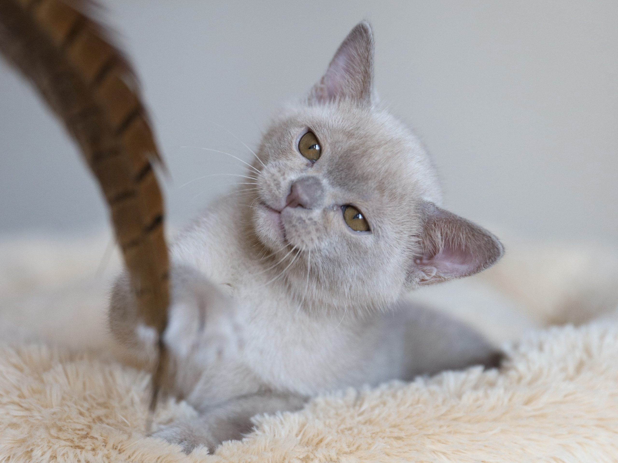 Chester. Cattery “Bouncy Life”
