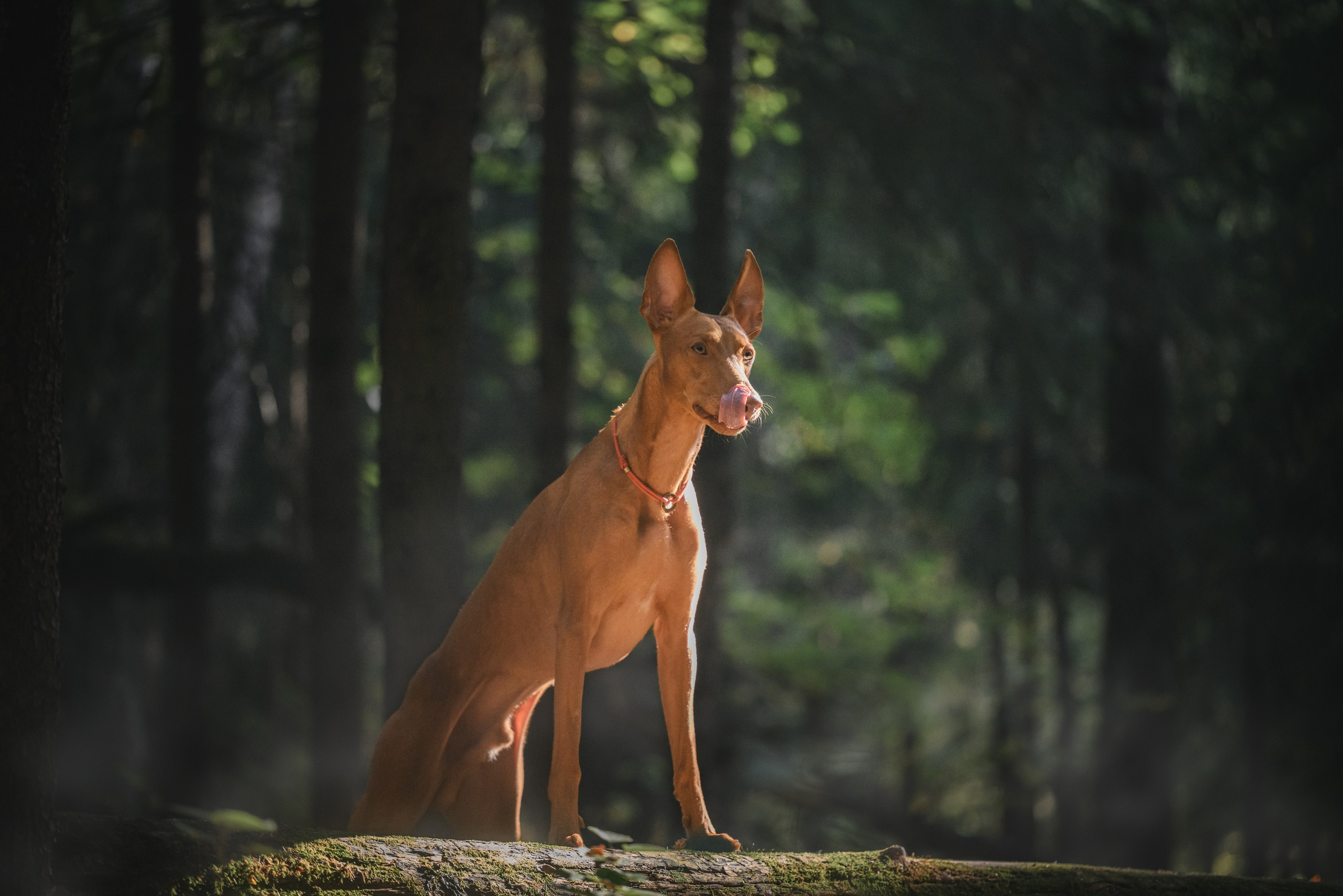 Чирнеко. Лесная прогулка. Фотограф Анималист в Москве Анастасия Жучкова
