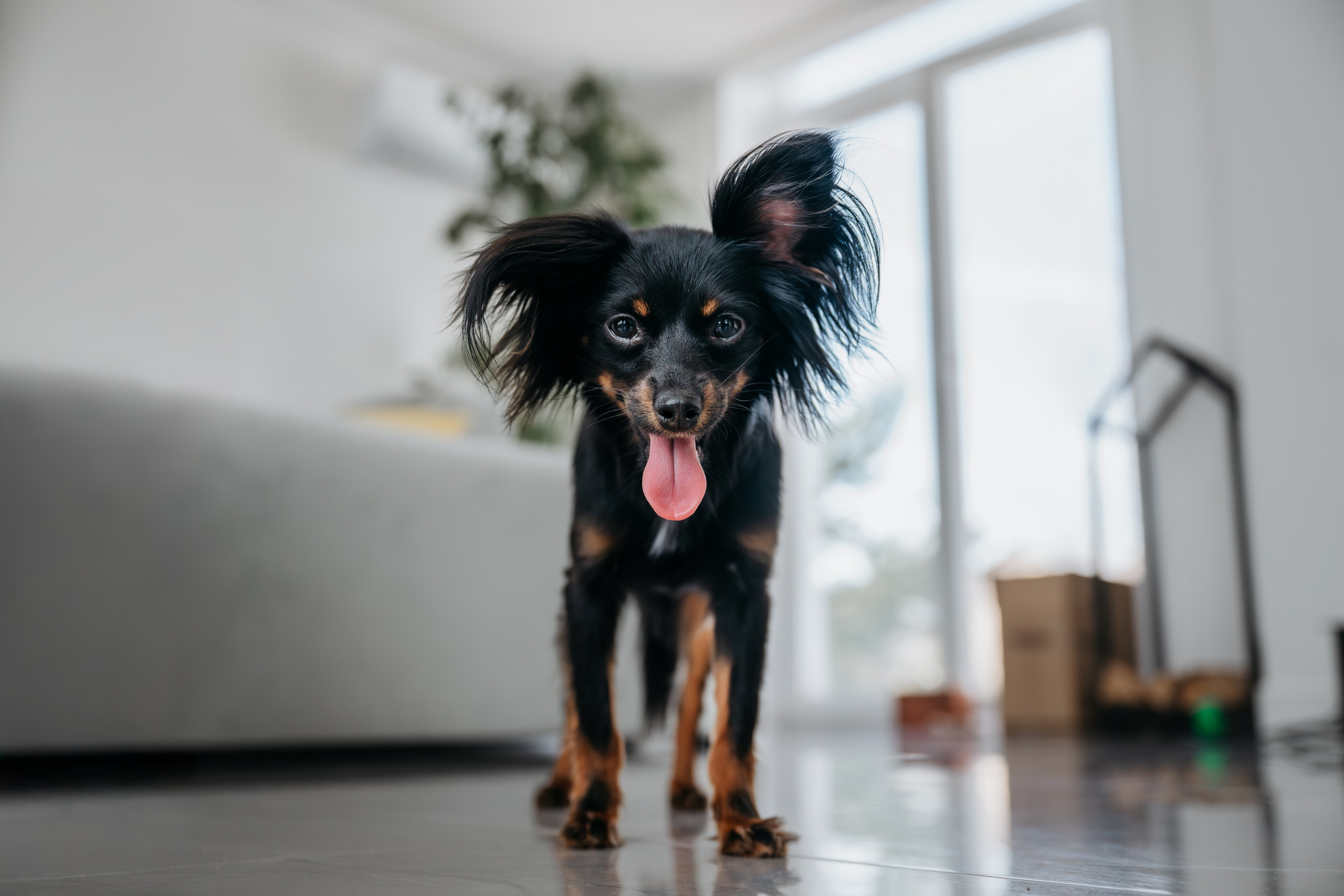 Домашняя съемка. Фотограф Анималист в Москве Анастасия Жучкова