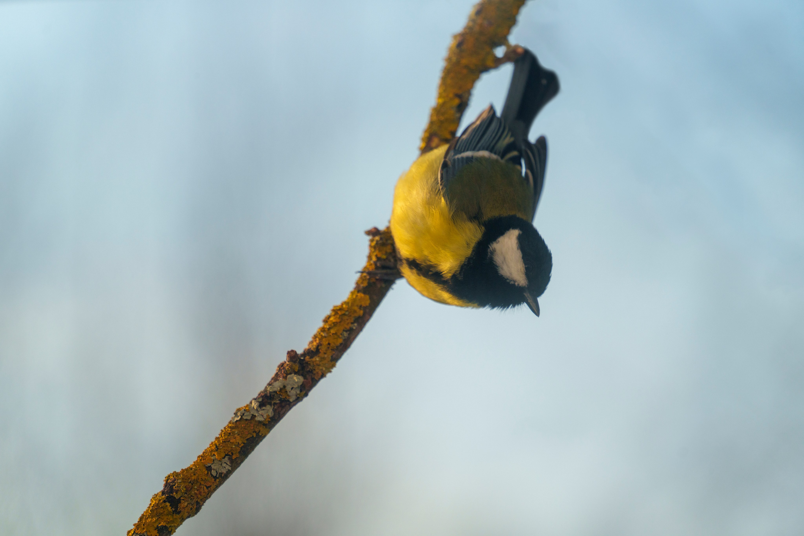 Animals — Животные