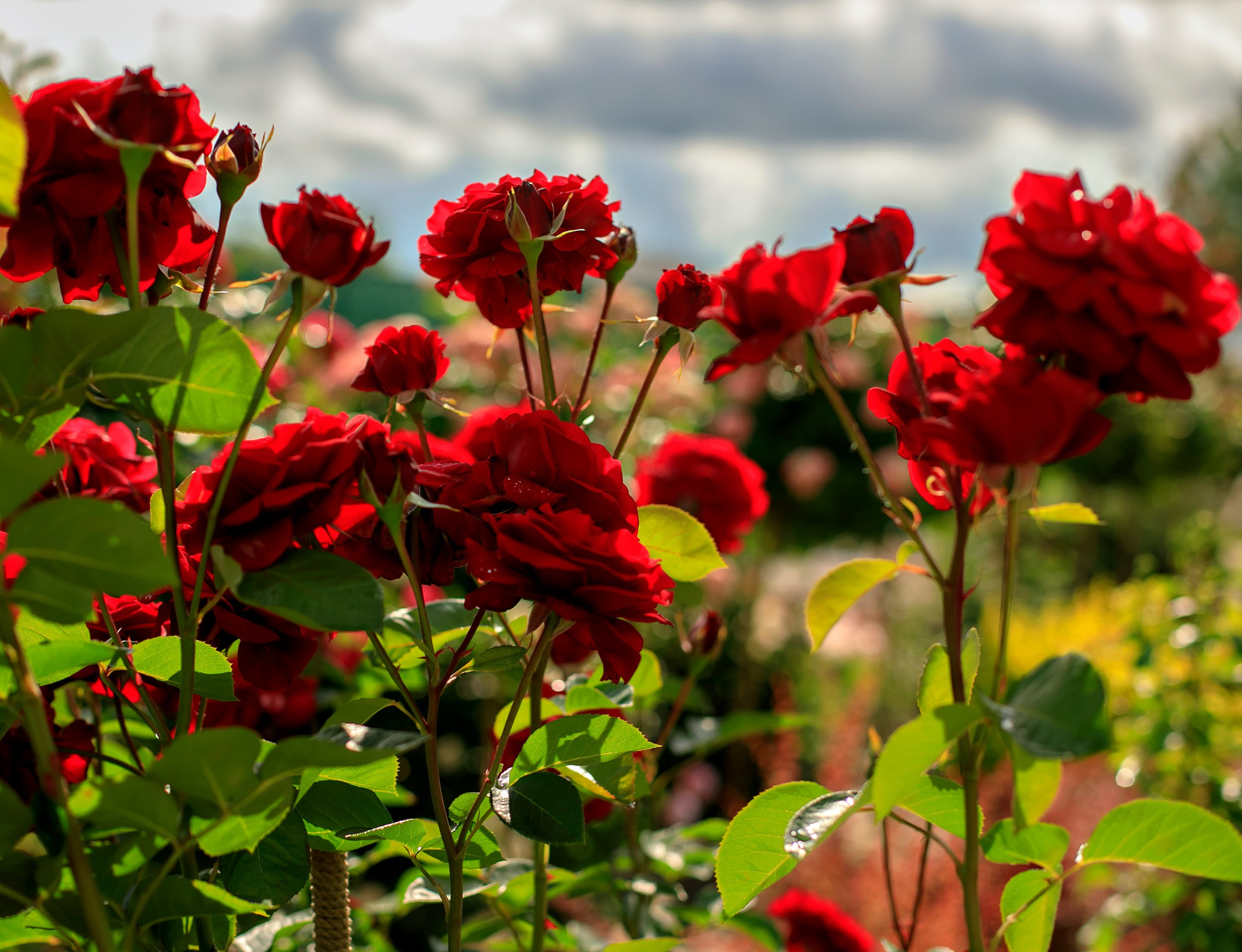 Парк-заповедник Купидон. Семейный фотограф в Димитровграде Елена Патрушева