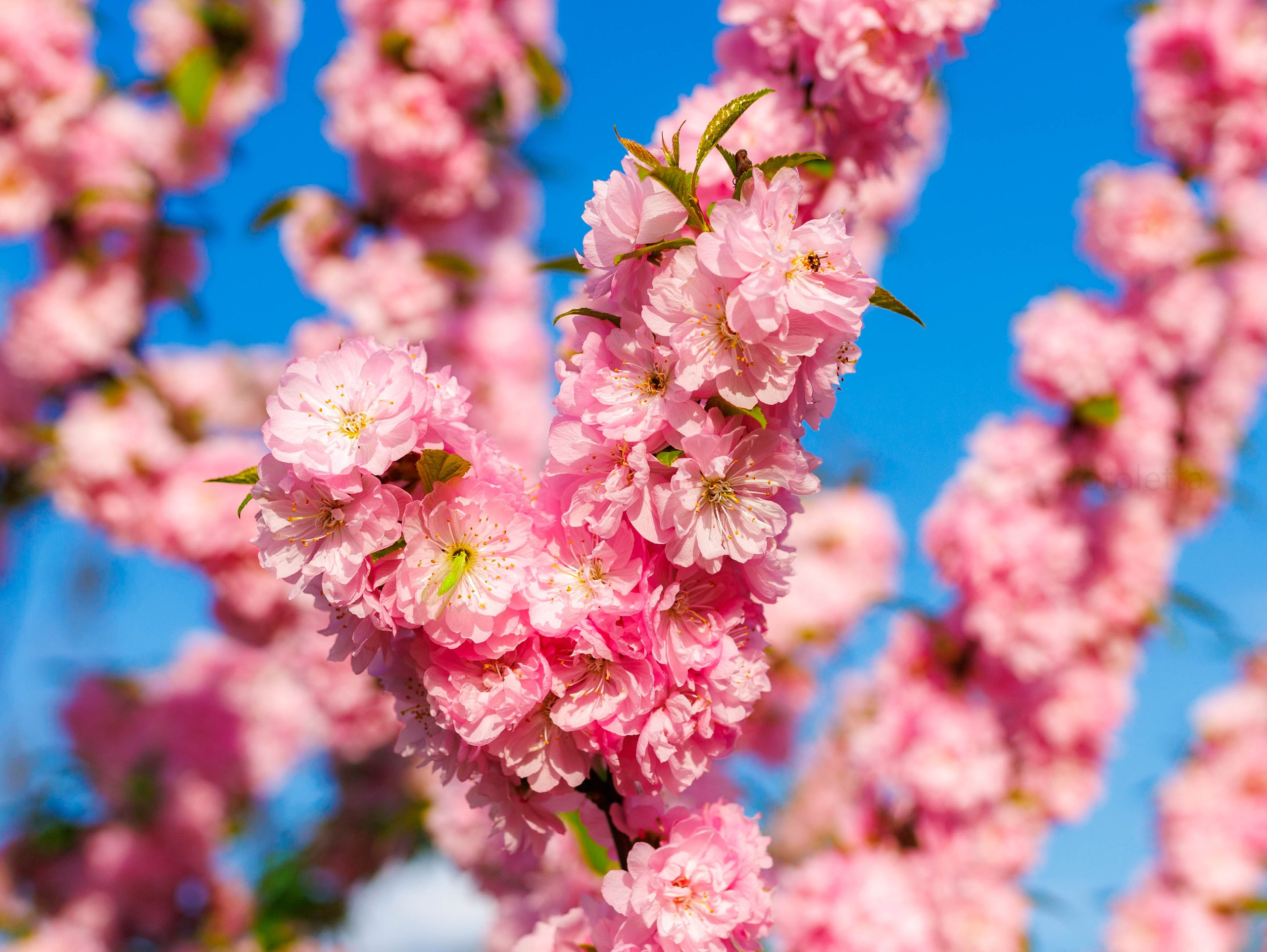 Фотографии природы Липецка. Свадебный и семейный фотограф Виолетта в Липецке