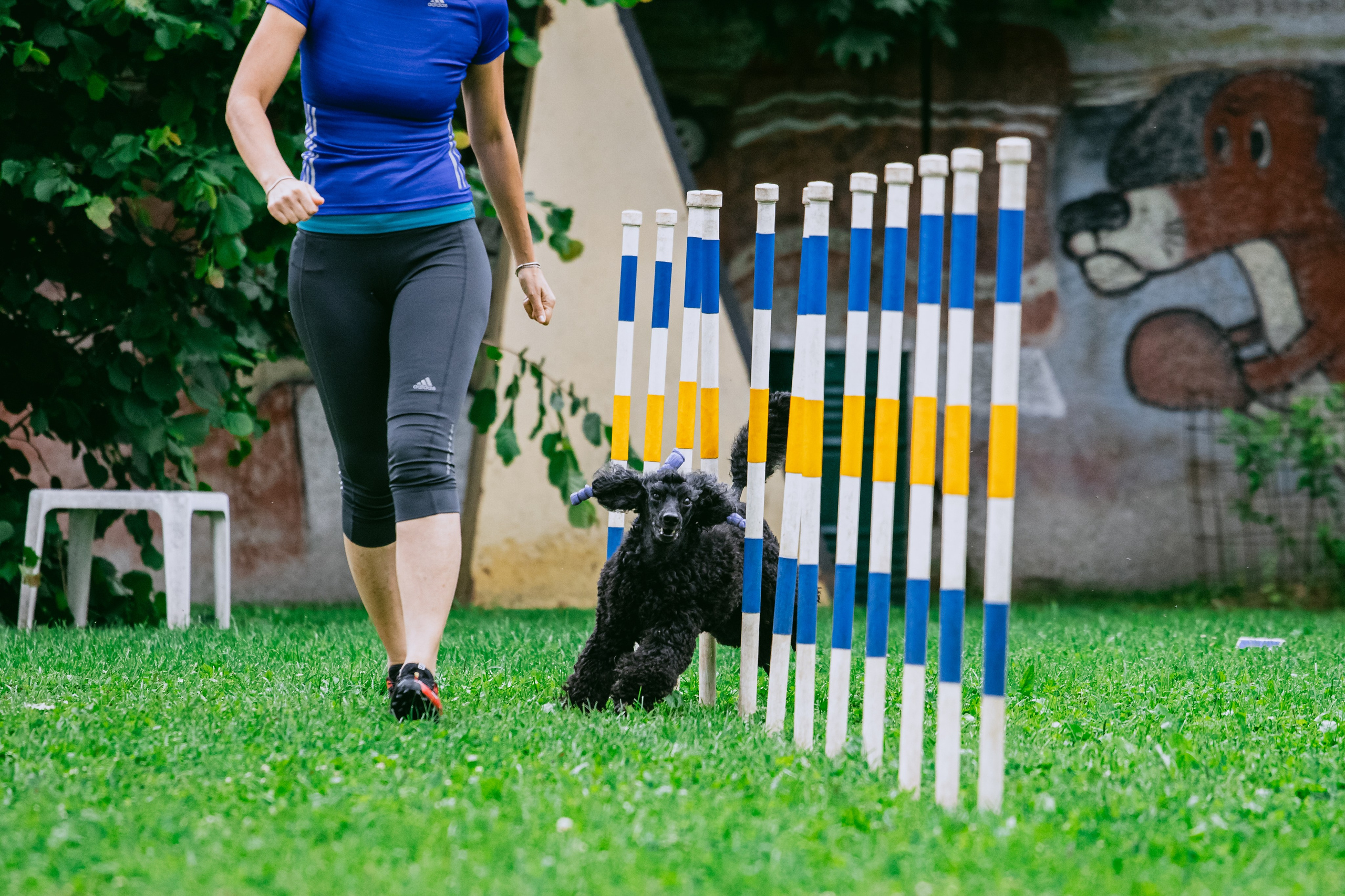 Соревнования по аджилити Долгопрудный 30.06.2025. Фотограф-анималист Татьяна Степанова